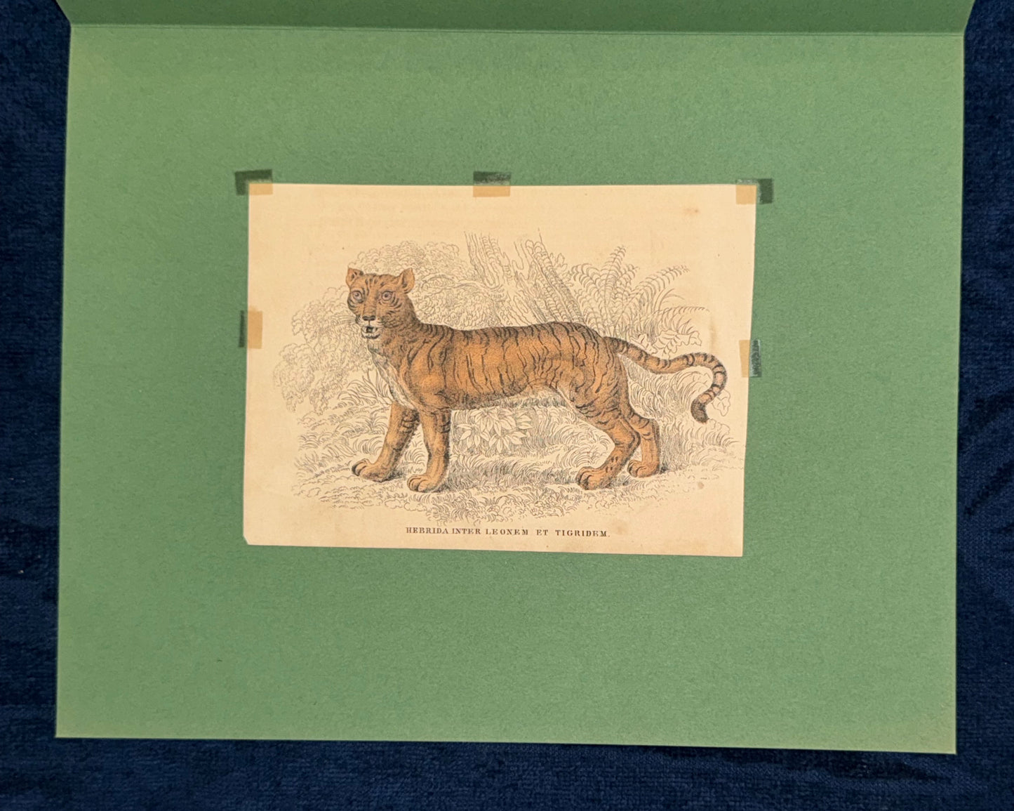 1860 Liger Raubtier Hybride Löwe Tiger | Seltene Original Tierdarstellung Hybrida