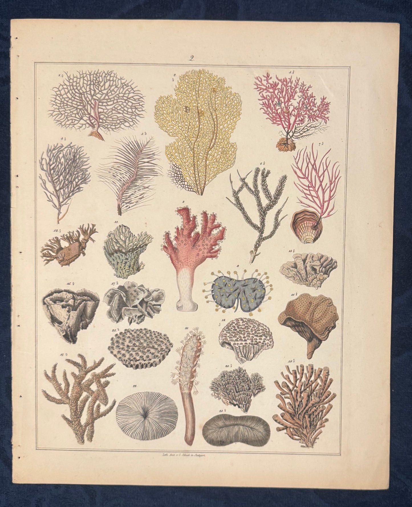 Original Korallen Tafel 1890 Meeresbiologie Lithografie | Naturkunde
