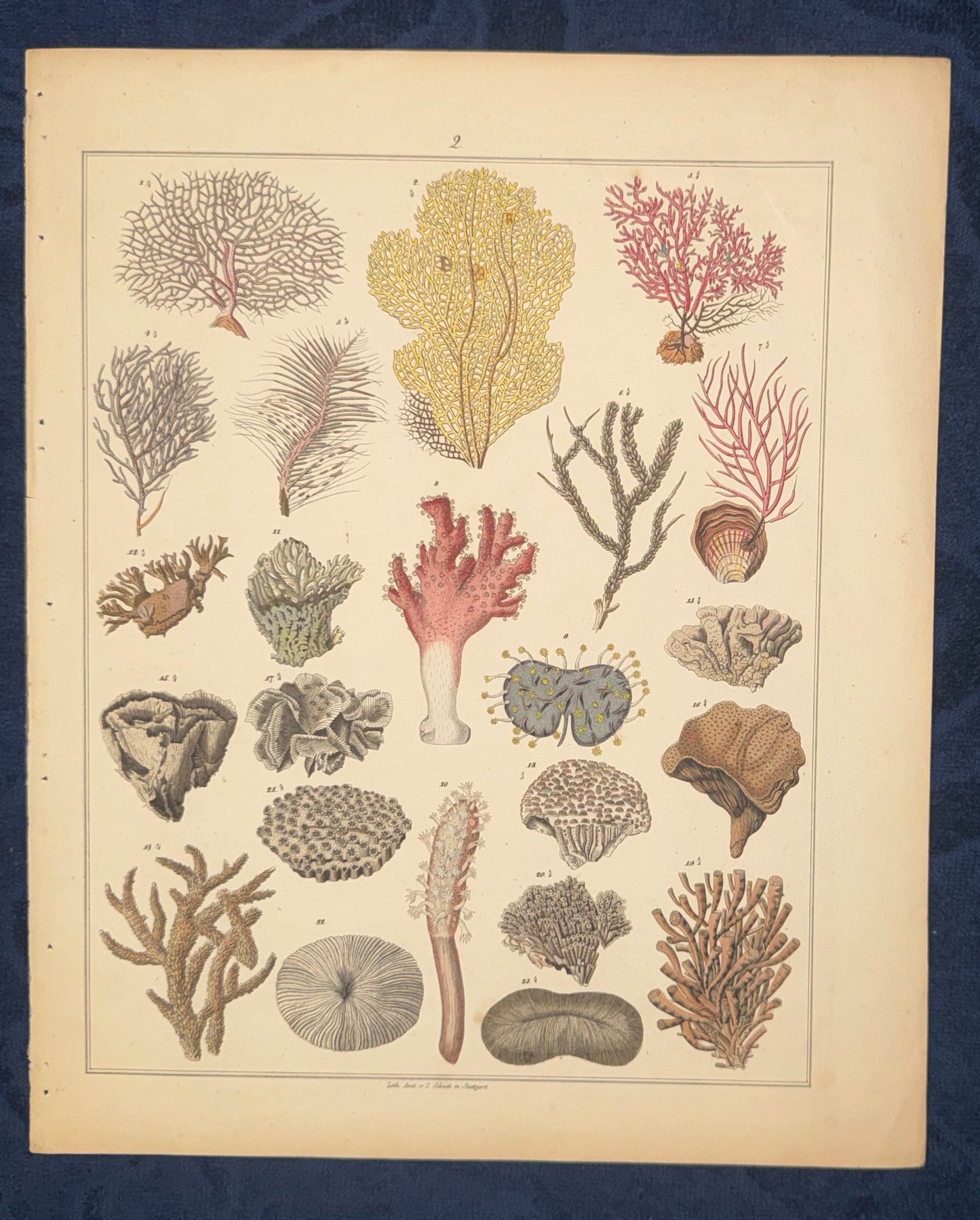 Original Korallen Tafel 1890 Meeresbiologie Lithografie | Naturkunde