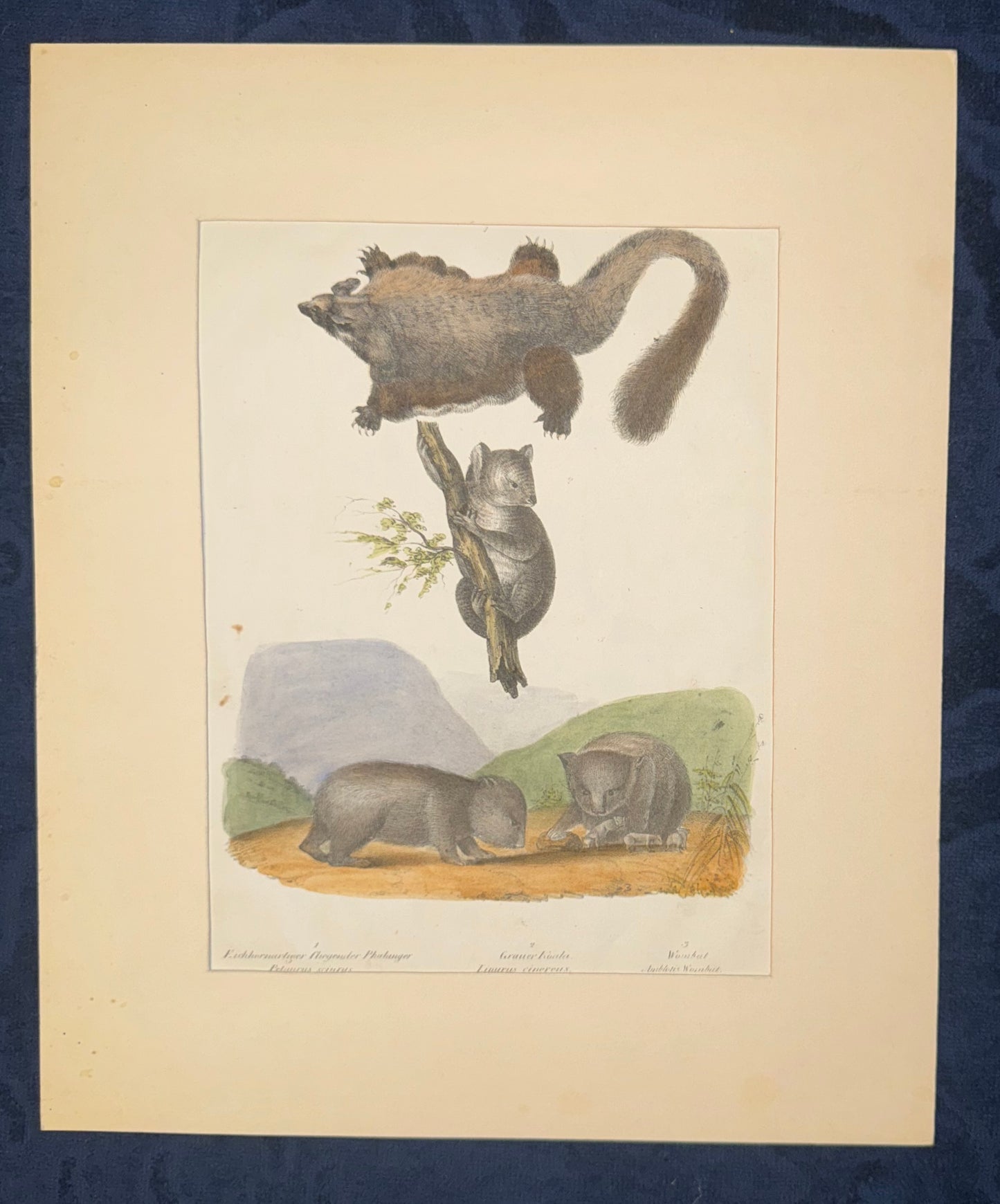 Wombat & Phalanger Illustration | Original Zoologie Tafel 1860 | Naturkunde Australien