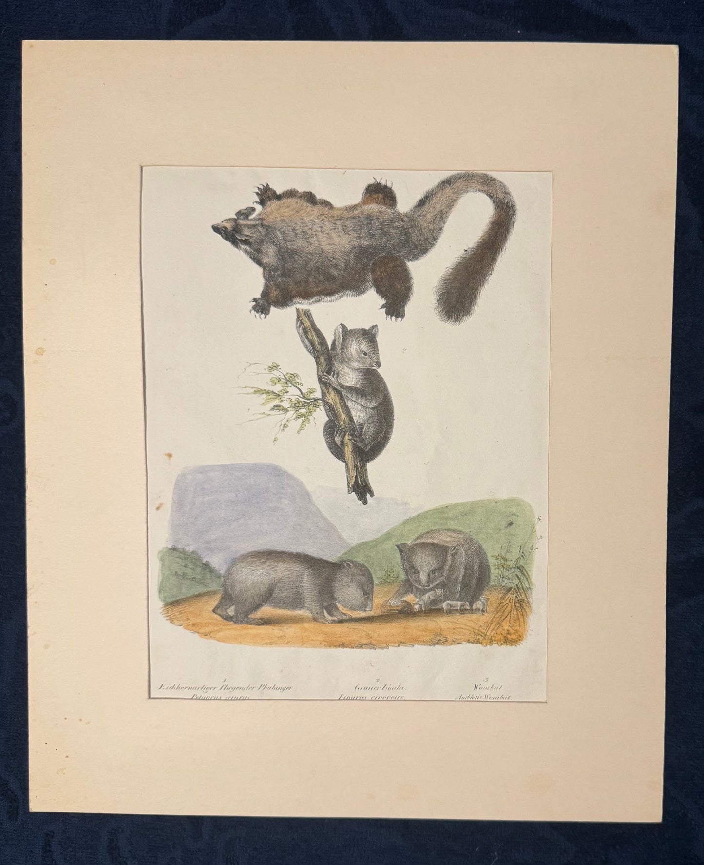 Wombat & Phalanger Illustration | Original Zoologie Tafel 1860 | Naturkunde Australien