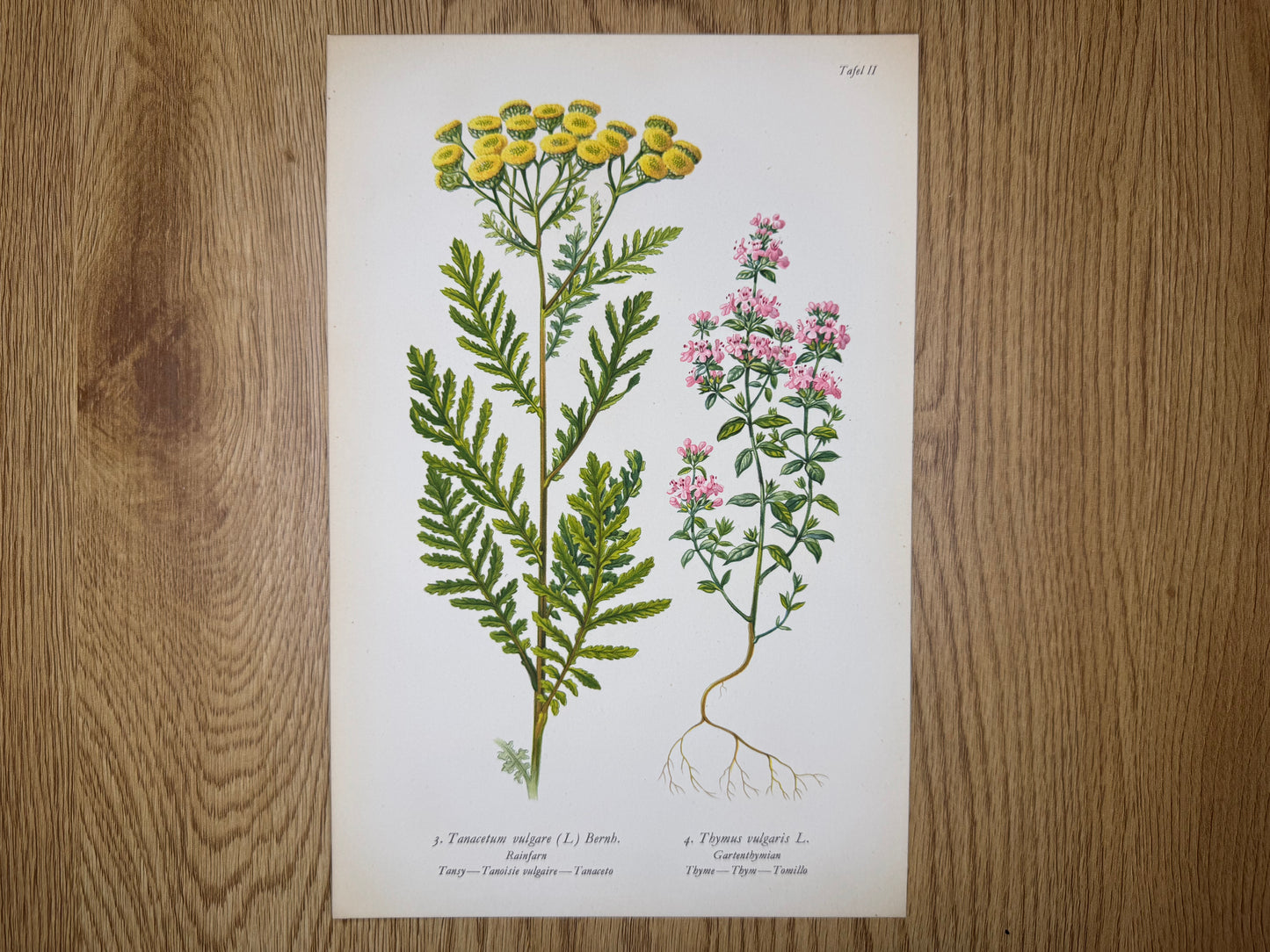 Original Botanik Schautafel 1936 Tanacetum Rainfarn Thymian