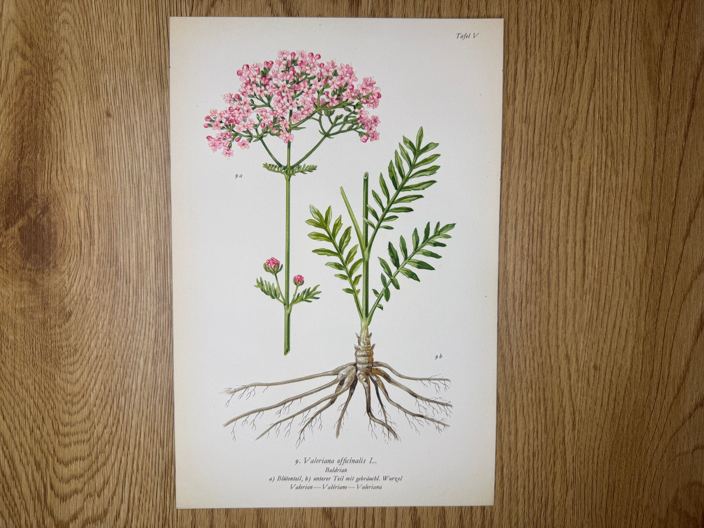 Original Botanik Schautafel 1936 Baldrian