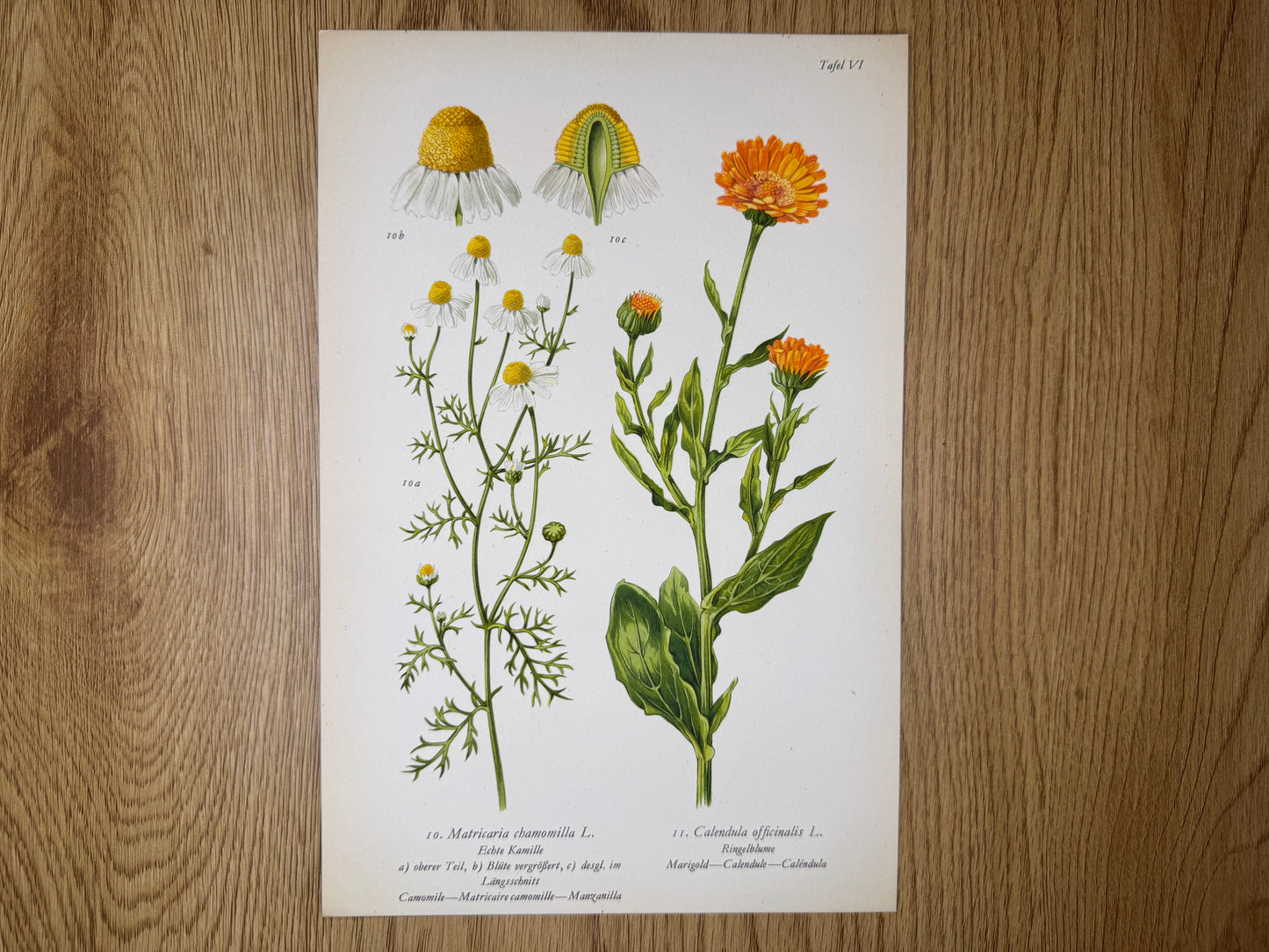 Original Botanik Schautafel 1936 Kamille Ringelblume