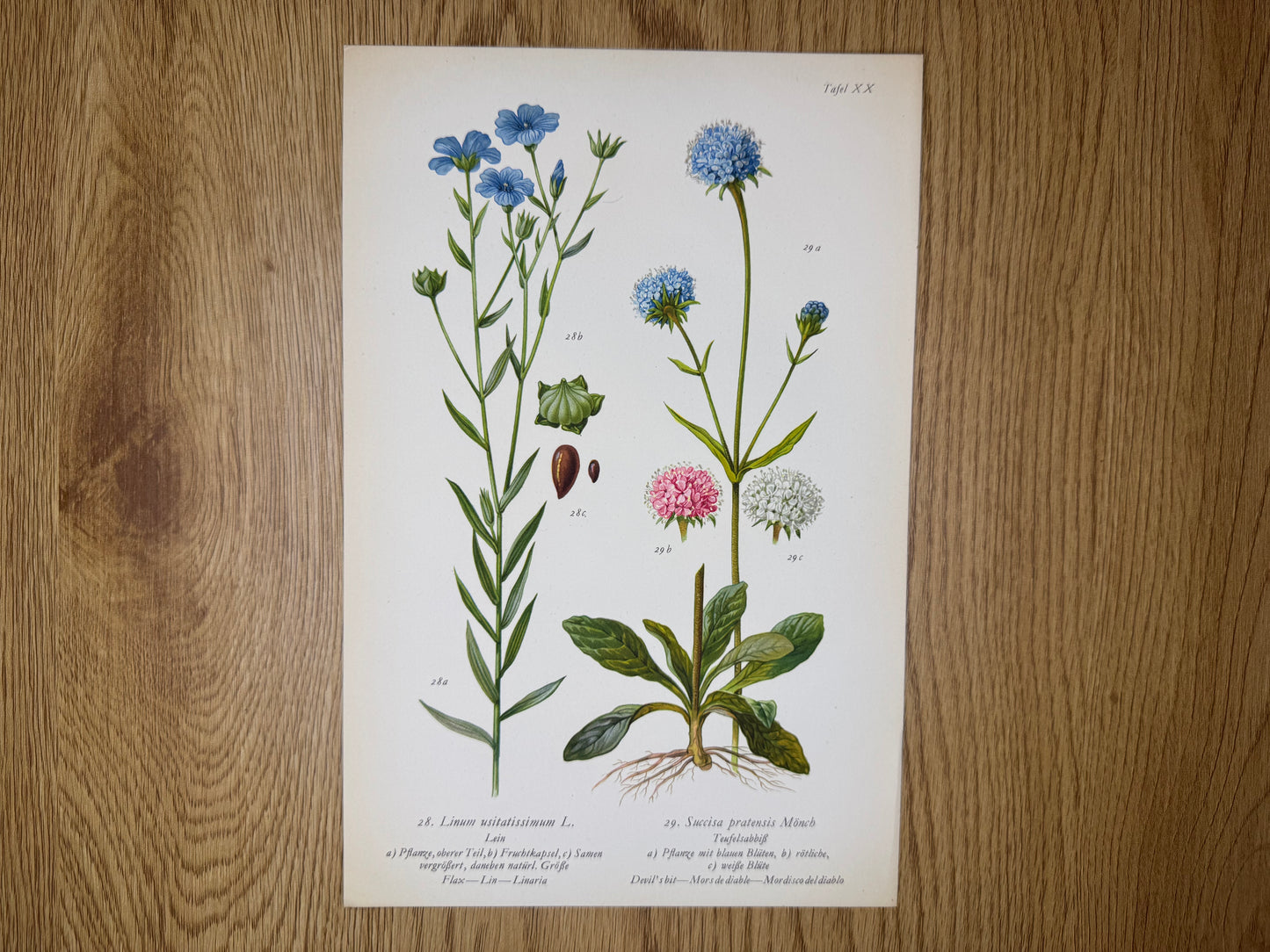 Original Botanik Schautafel 1936 Teufelsabbiss Lein