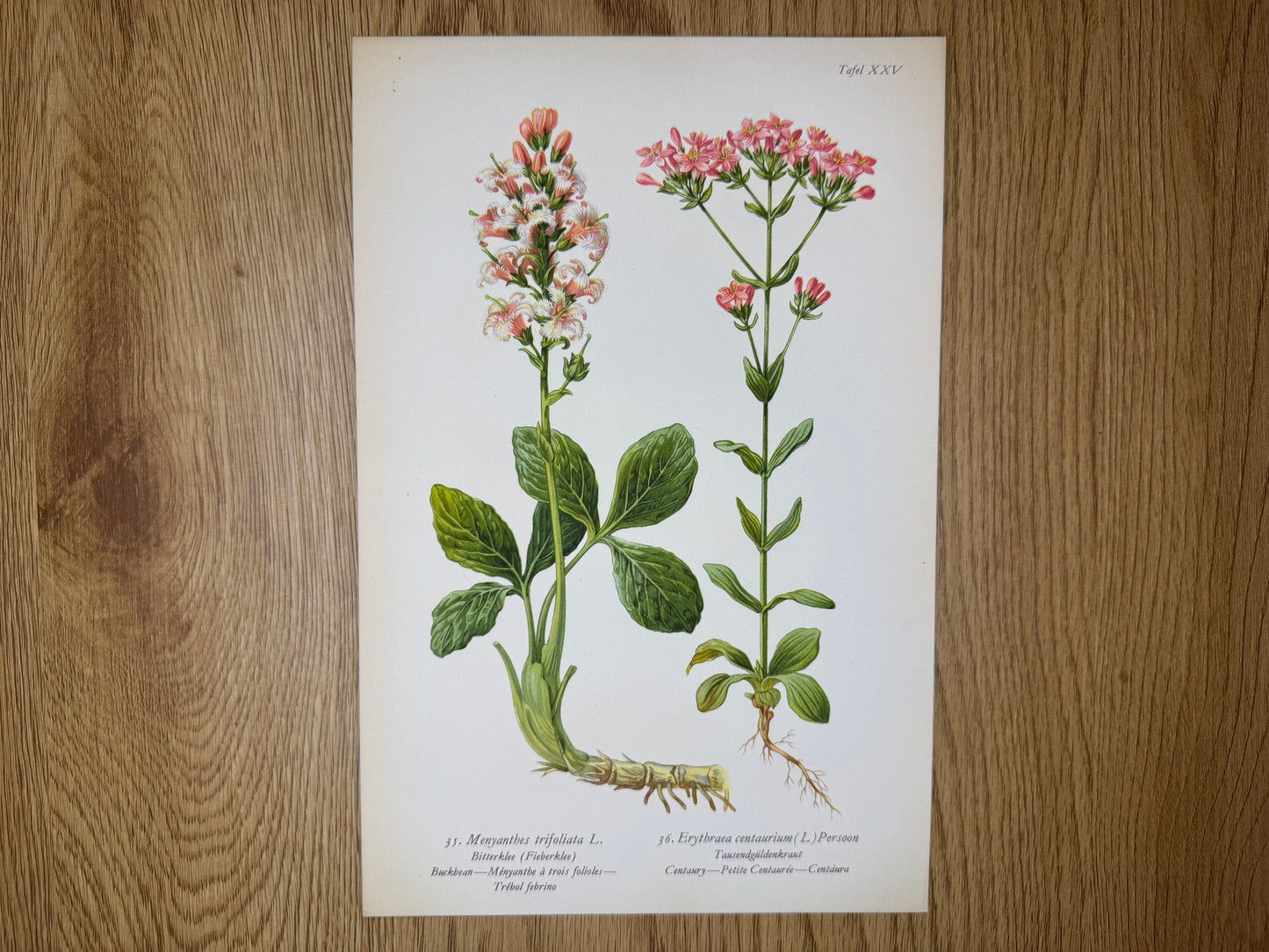 Original Botanik Schautafel 1936 Bitterklee Tausendgüldenkraut
