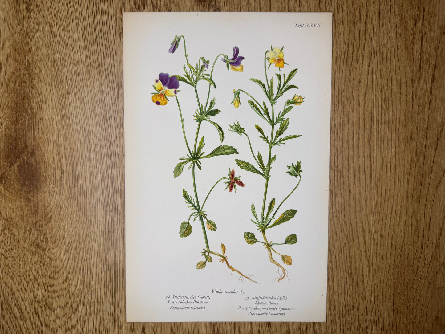 Original Botanik Schautafel 1936 Stiefmütterchen