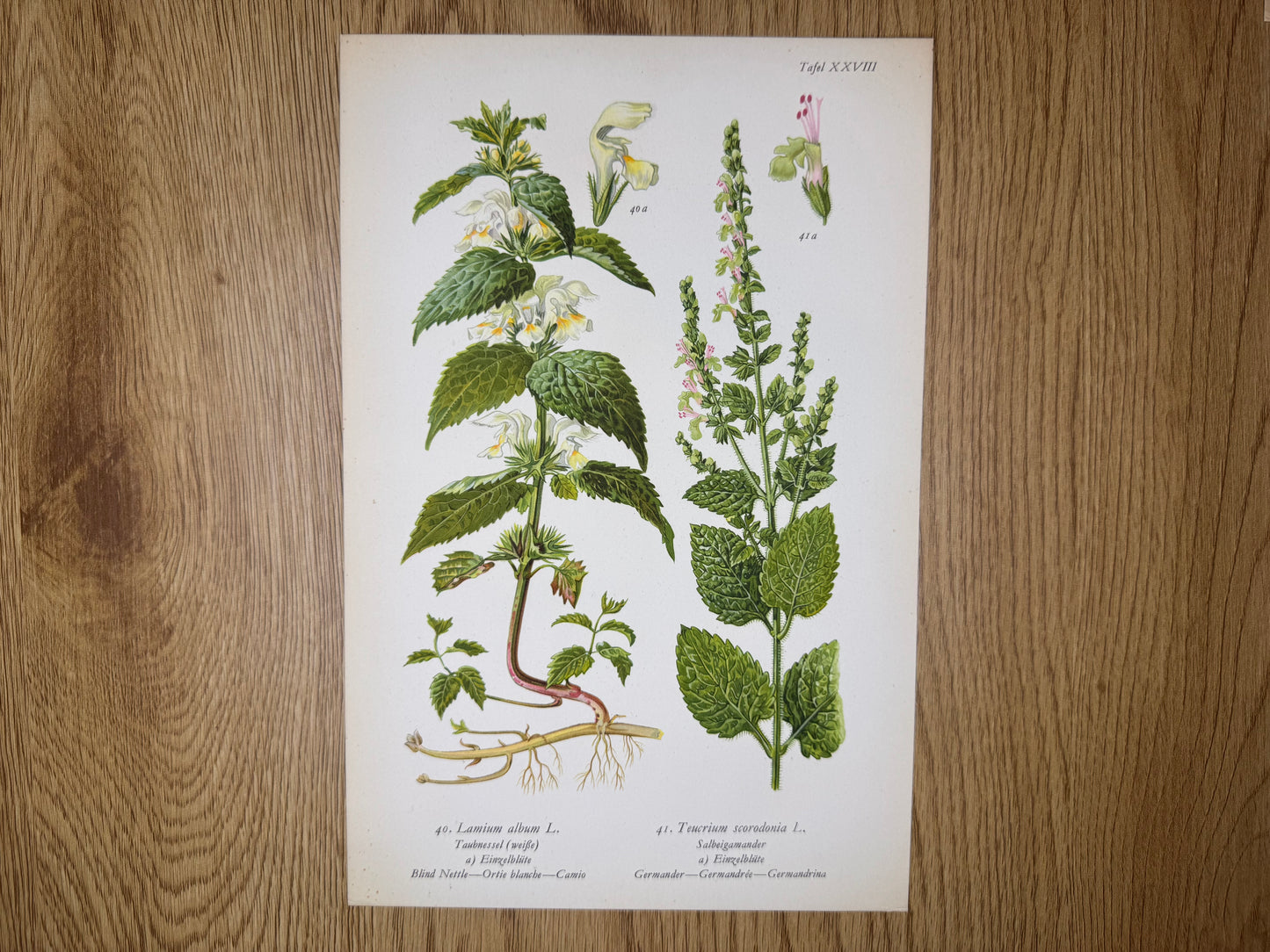 Original Botanik Schautafel 1936 Taubnessel Salbeigamander