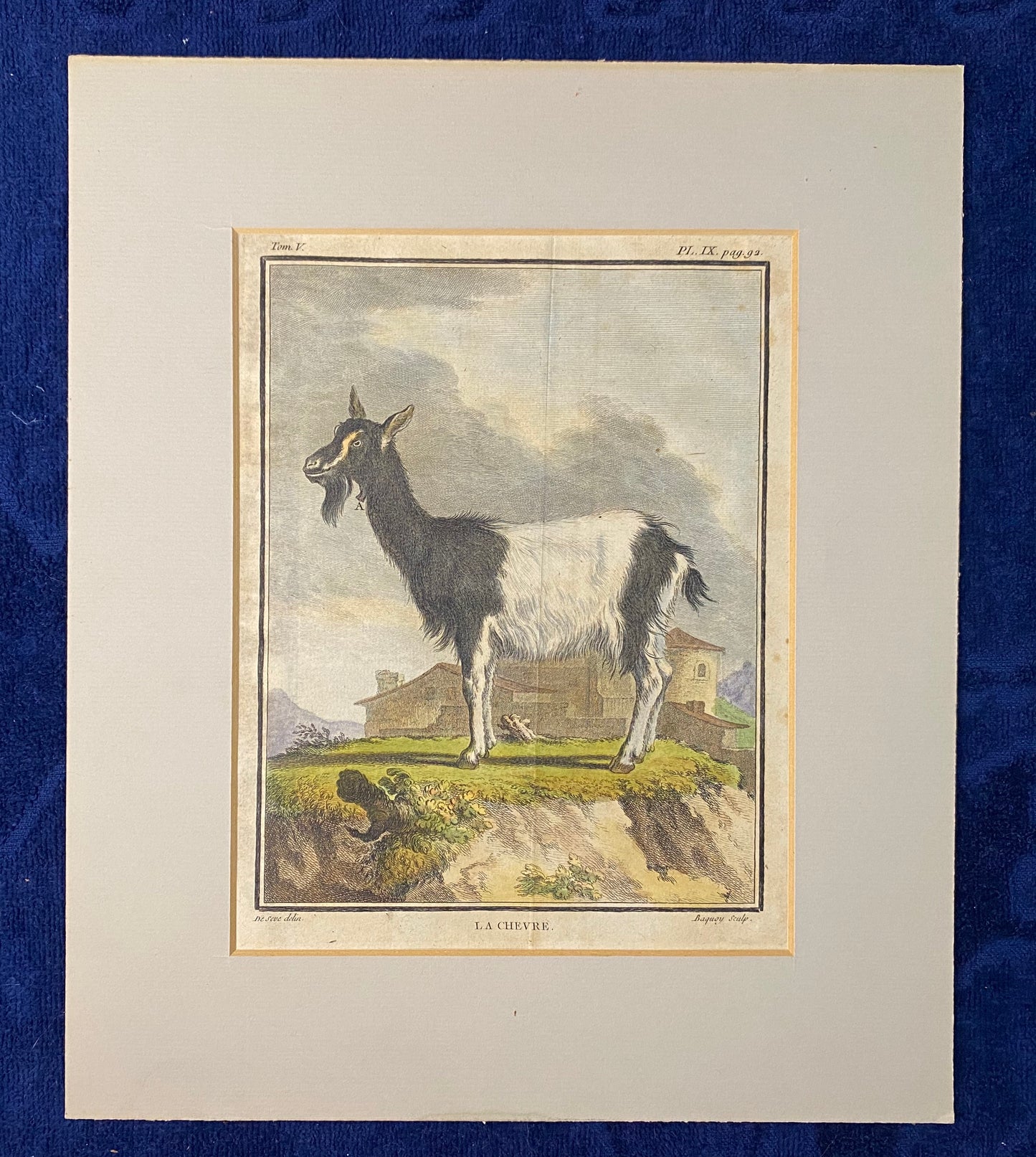 1780 Original Kupferstich Ziege La Chèvre | Antike Tierdarstellung Frankreich