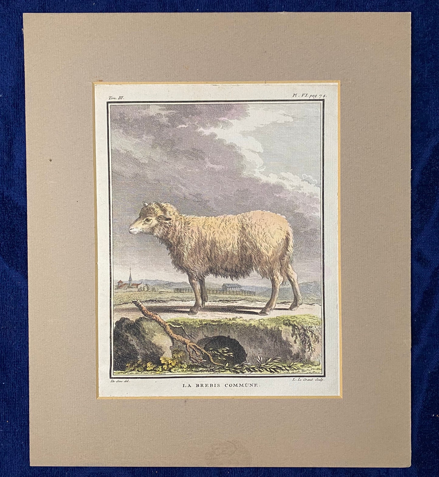 1780 Schaf La Brebis Commune Original kolorierter Kupferstich | Tierdarstellung Frankreich