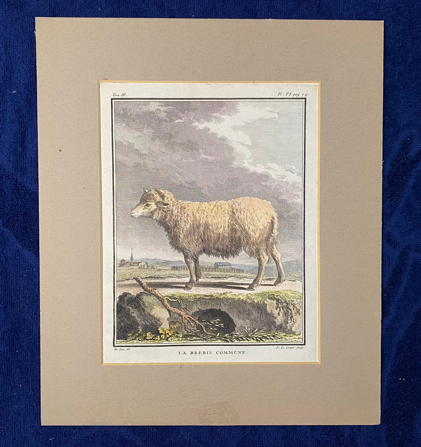 1780 Schaf La Brebis Commune Original kolorierter Kupferstich | Tierdarstellung Frankreich