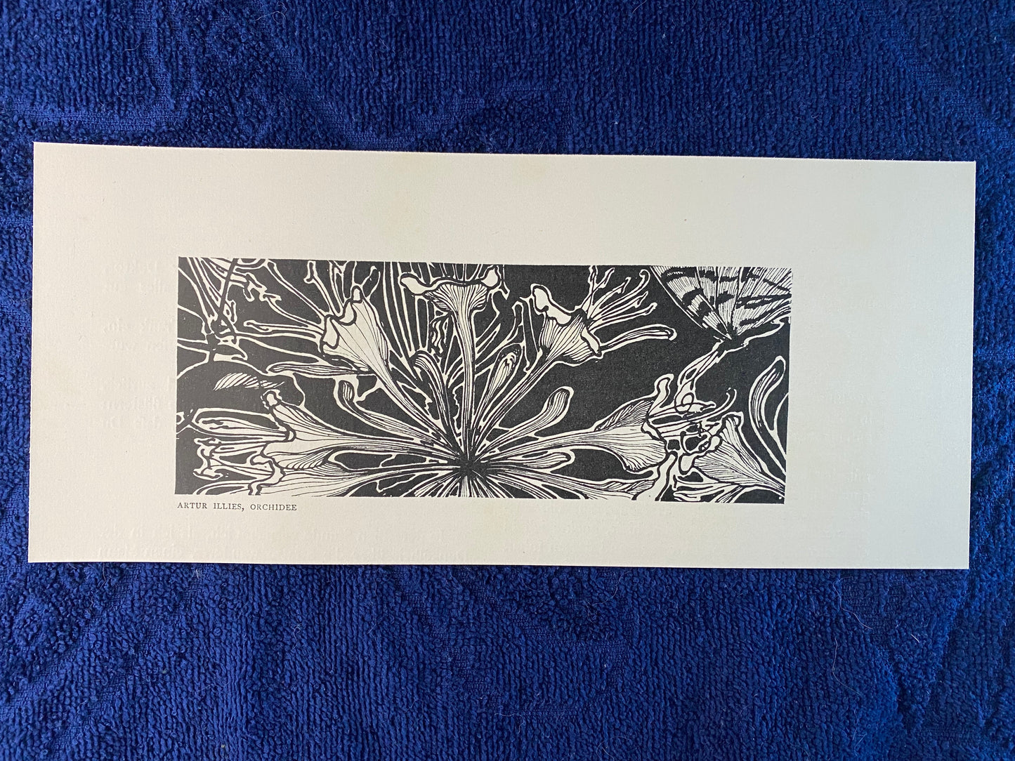 Jugendstil Druck Artur Illies Orchidee 1900 | Blumen Schmetterling | Vintage Art