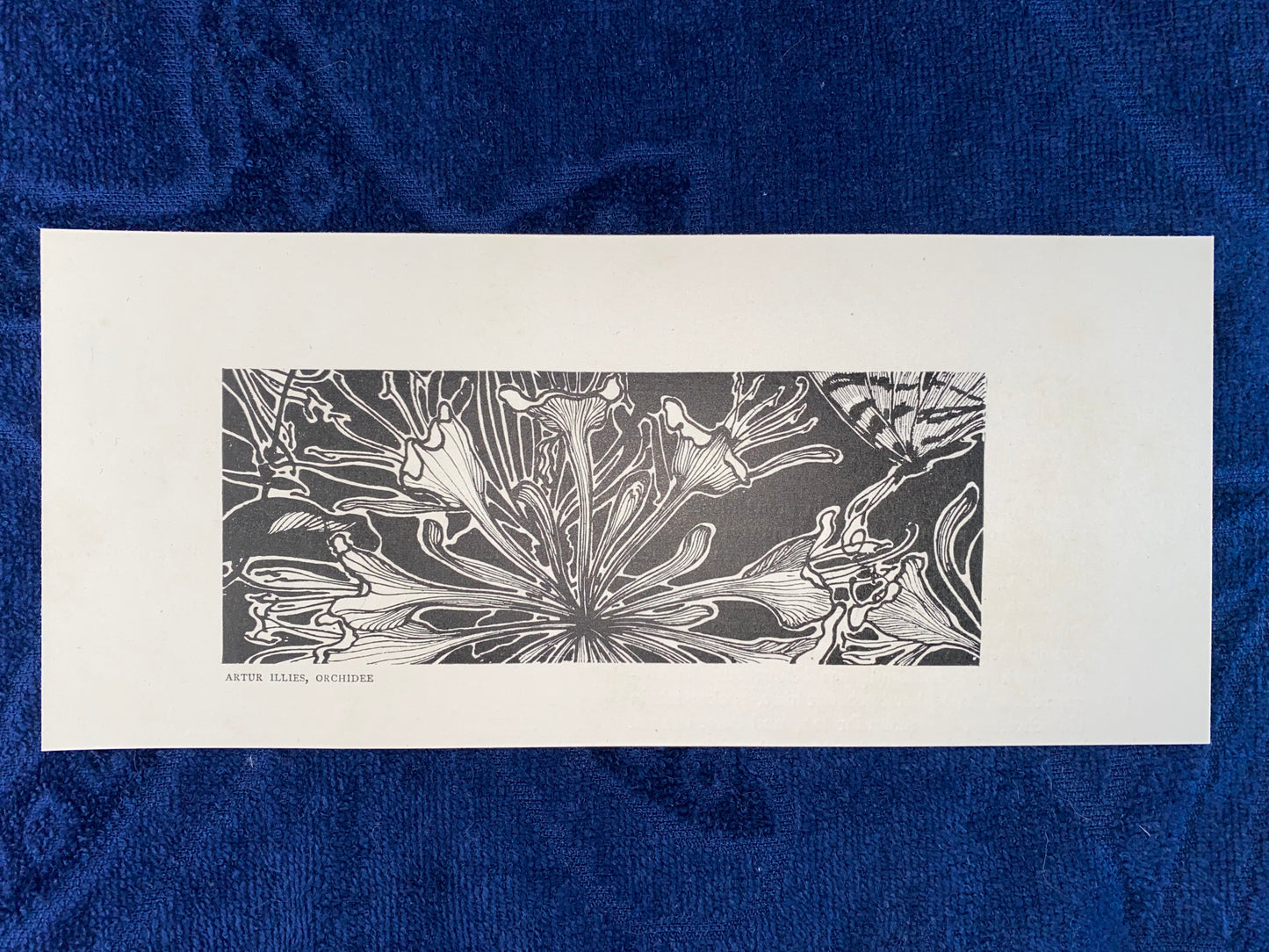 Jugendstil Druck Artur Illies Orchidee 1900 | Blumen Schmetterling | Vintage Art