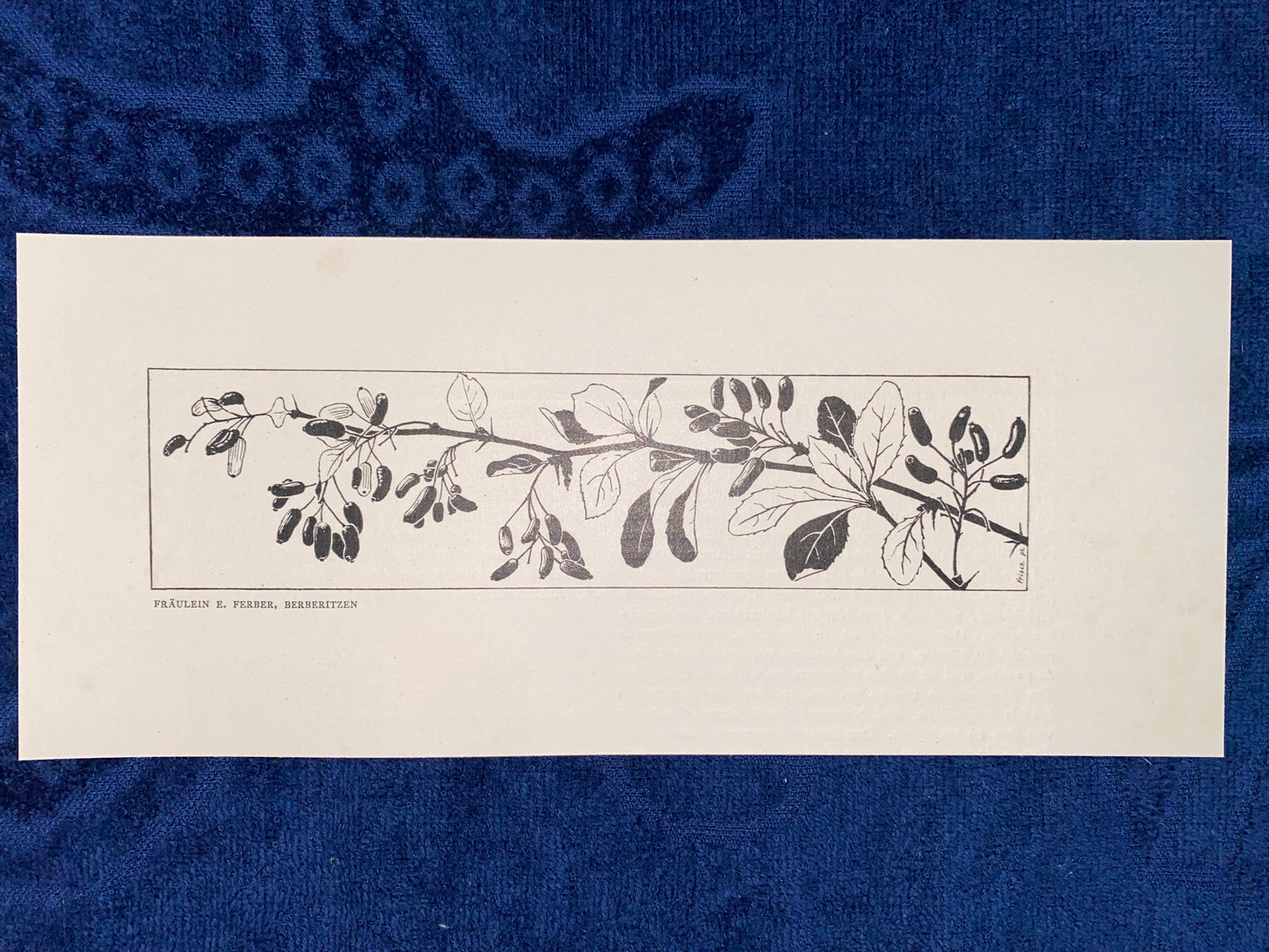 Art Nouveau Jugendstildruck Fräulein Ferber Berberitzen 1900 | Original Grafik Vintage