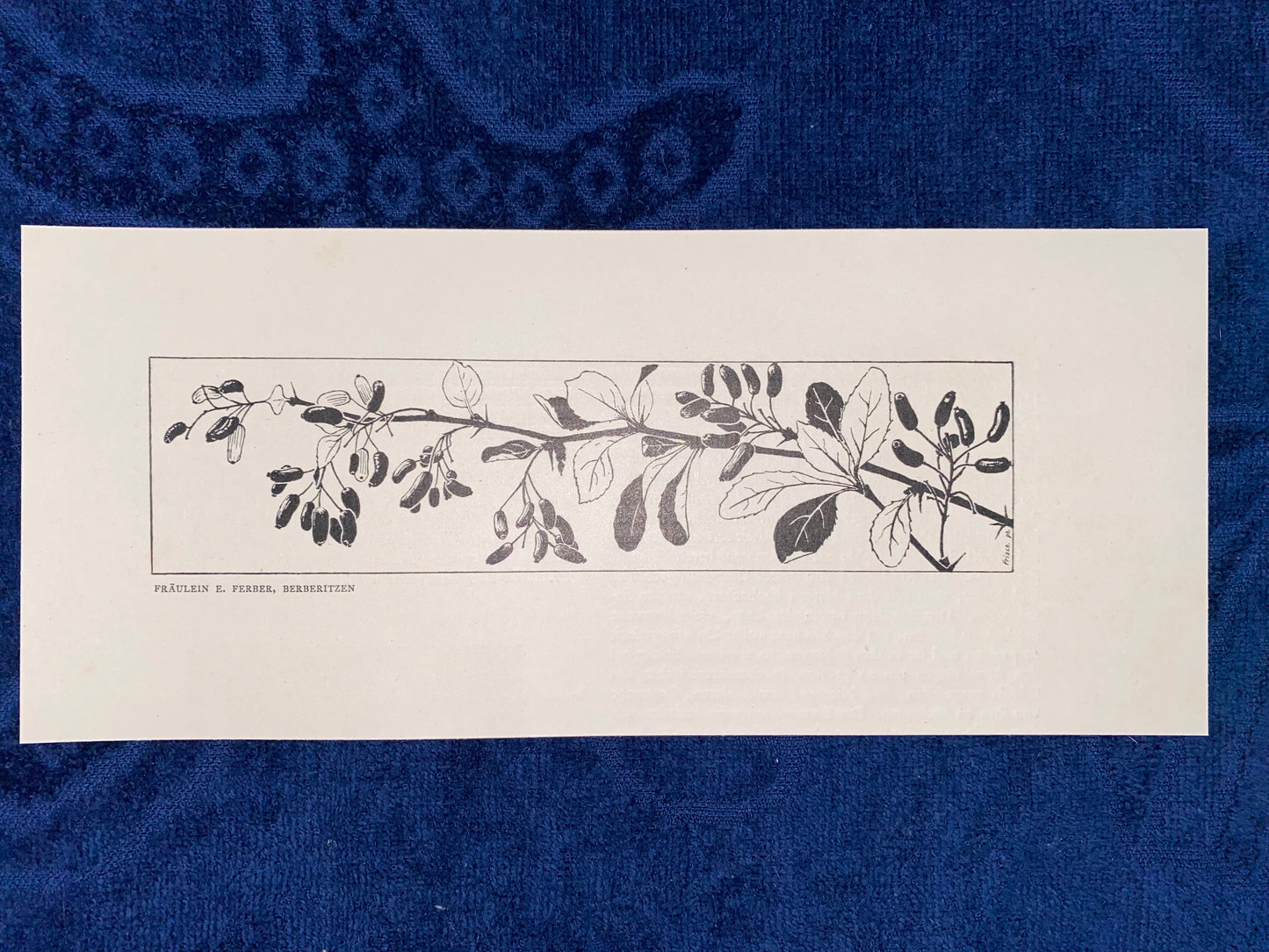 Art Nouveau Jugendstildruck Fräulein Ferber Berberitzen 1900 | Original Grafik Vintage
