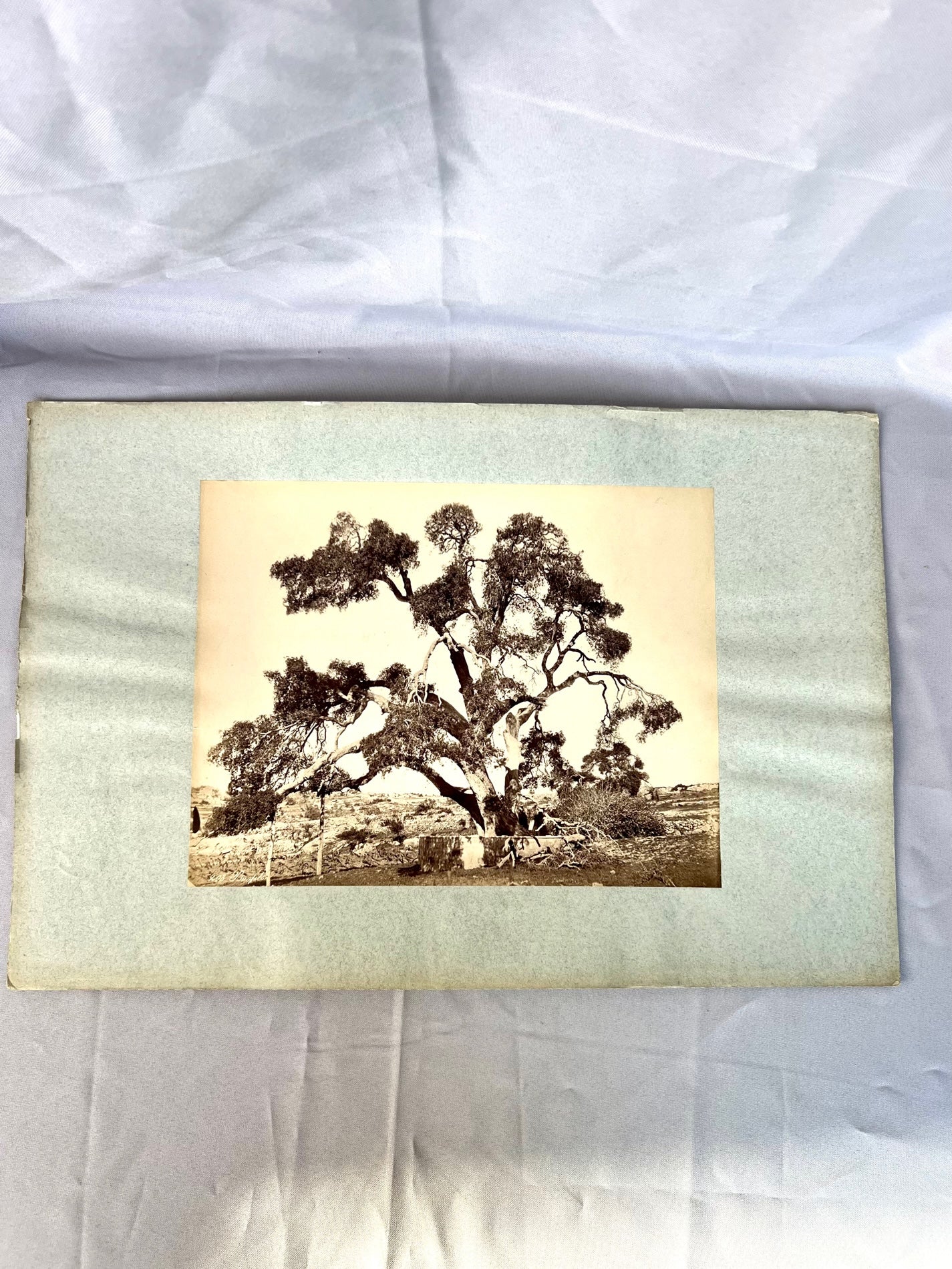 Baum in Steppe / Wüste 1885