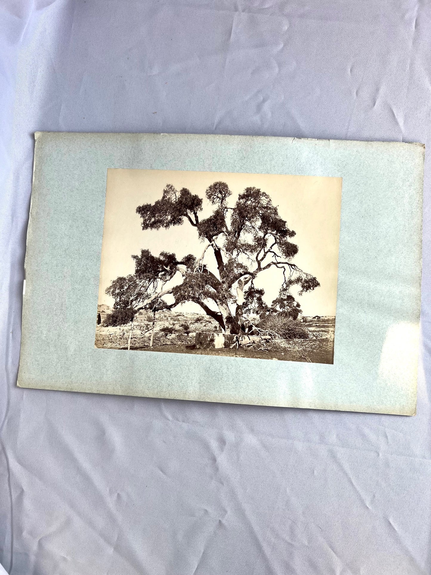 Baum in Steppe / Wüste 1885