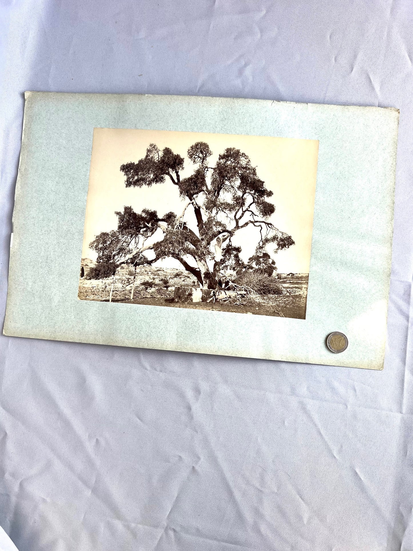 Baum in Steppe / Wüste 1885