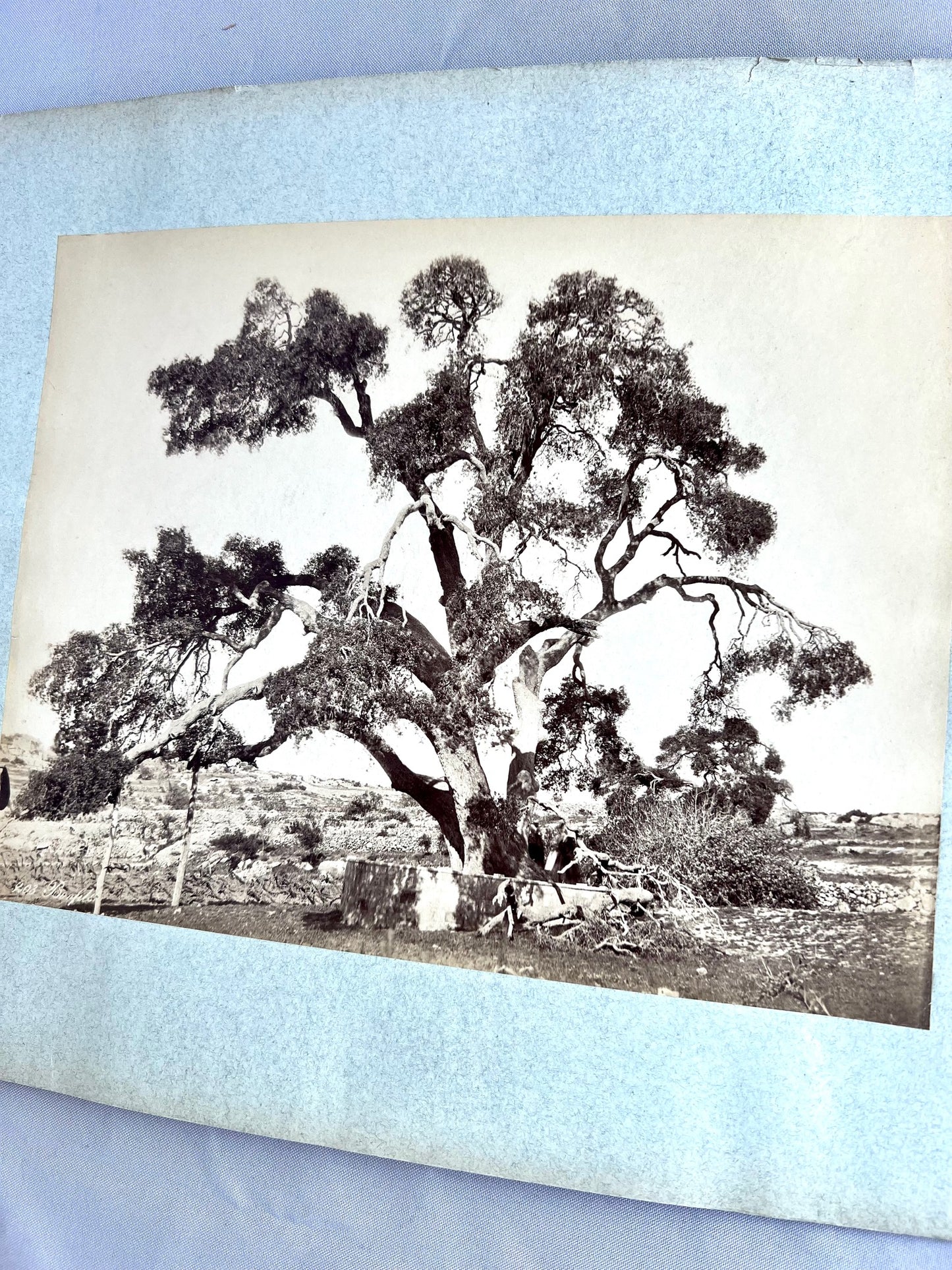 Baum in Steppe / Wüste 1885