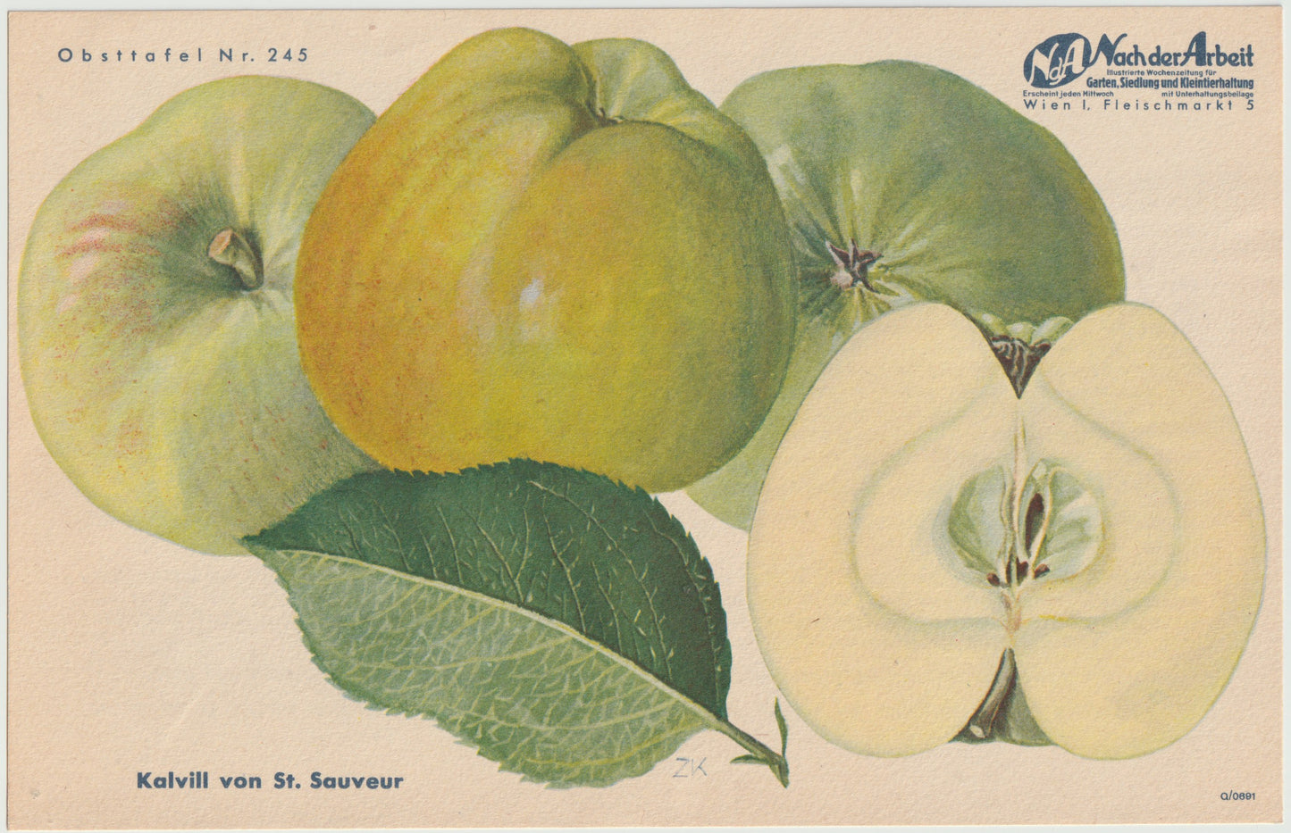 Apfel & Birne Vintage Obsttafel 4er-Set original 1940 | botanische Illustration alt selten Wanddeko