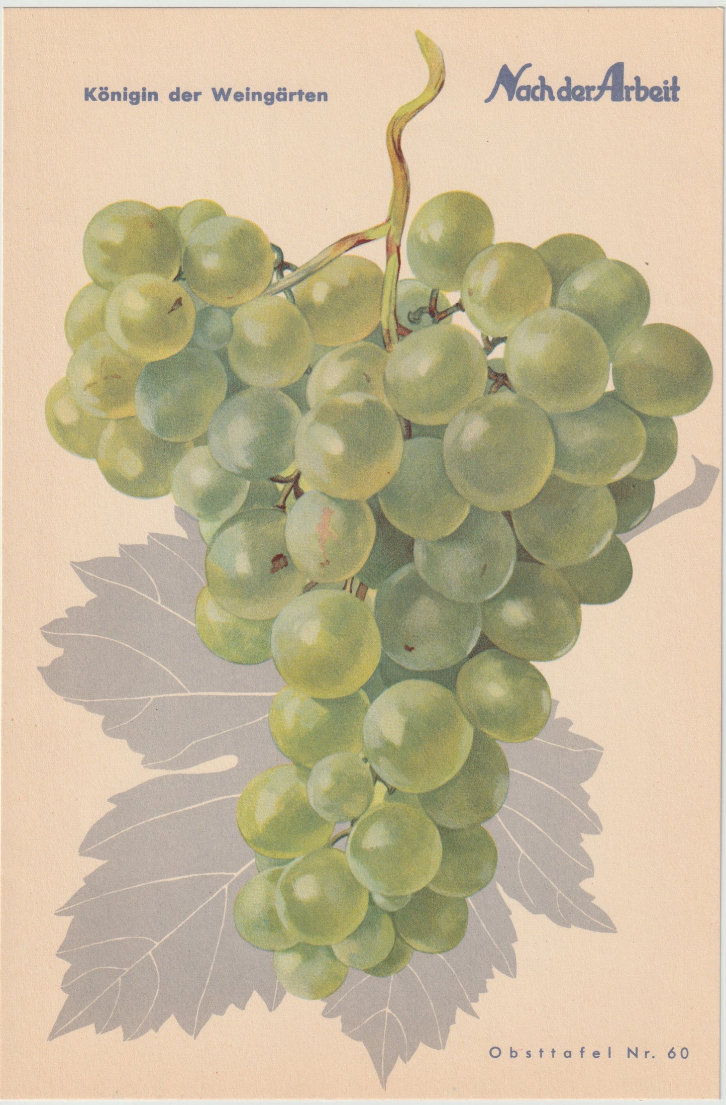 Trauben Vintage Obsttafel 4er-Set 1940 | Weintrauben Vino Gutedel Tompa Weingarten Pirovano