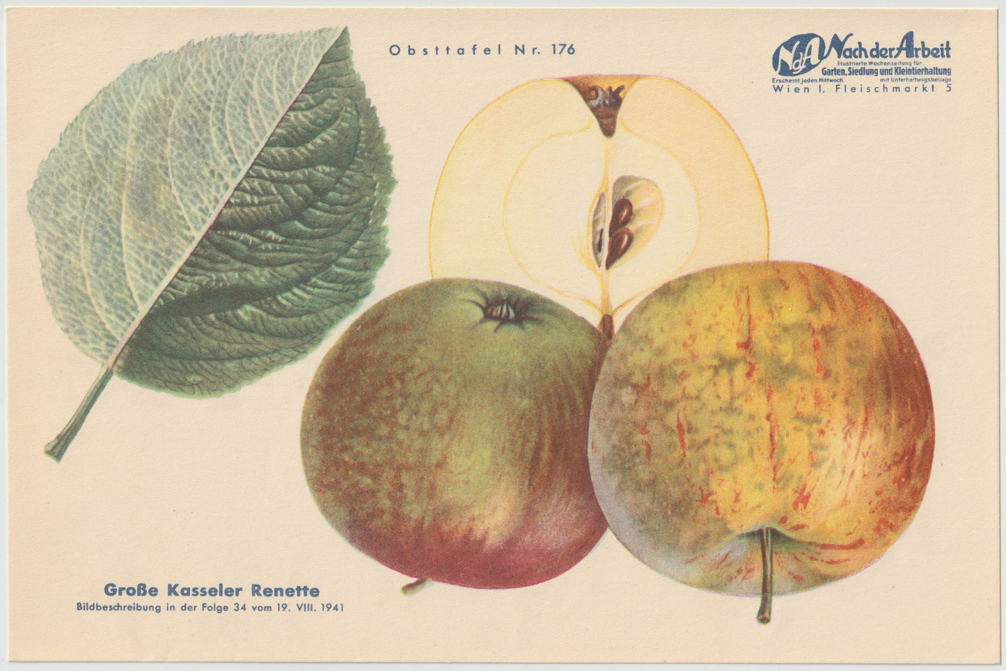 1940 Äfpel Vintage Obsttafel 4er-Set | Maschansker Herbstapfel