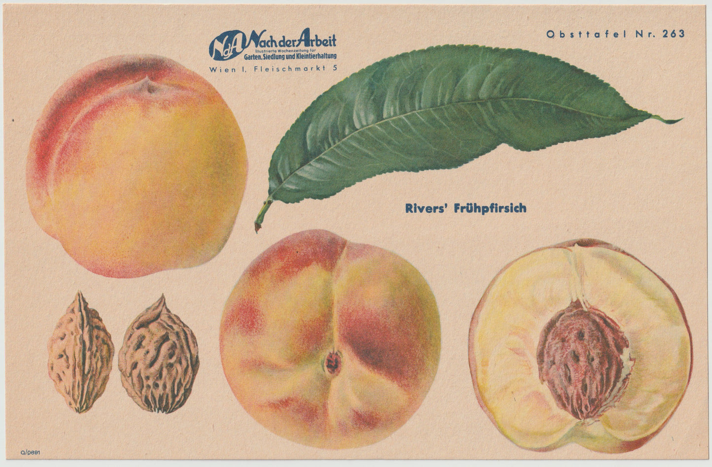 Pfirsiche Obsttafeln 4er-Set Vintage 1940er original | Frühpfirsich Triumphpfirsich