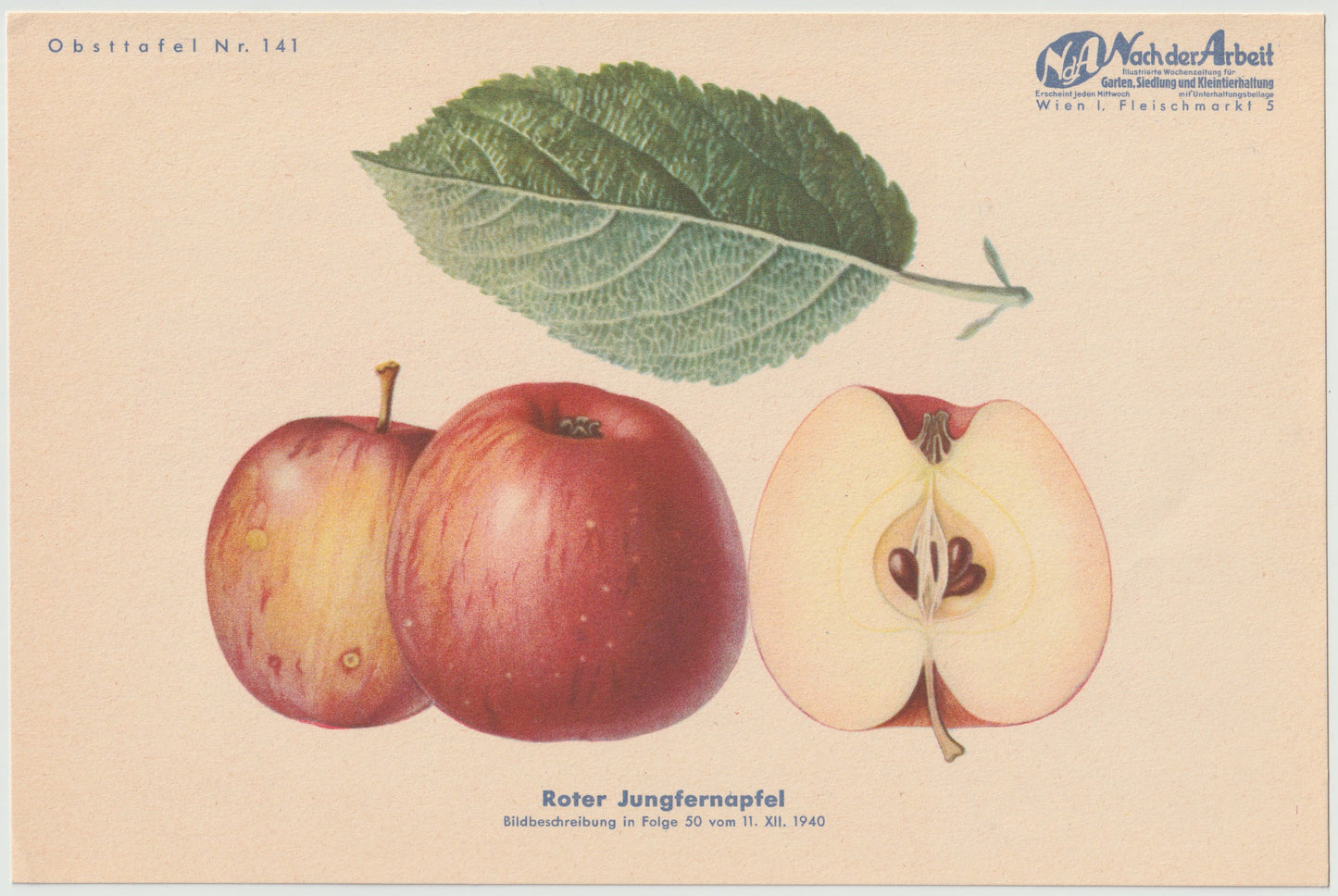 1940 Äfpel Vintage Obsttafel Set original | Gulerdling Renette Apfel Obst Früchte
