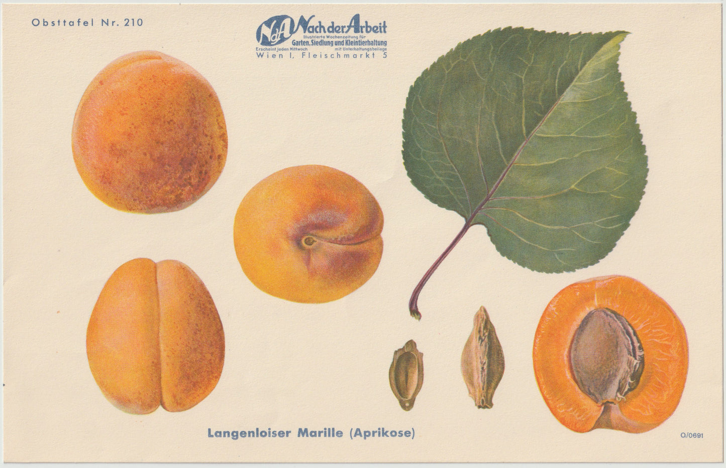 1940 Marillen Obsttafel 4er-Set Vintage | Langenlois Schöllschitz Aprikose Prunus armeniaca