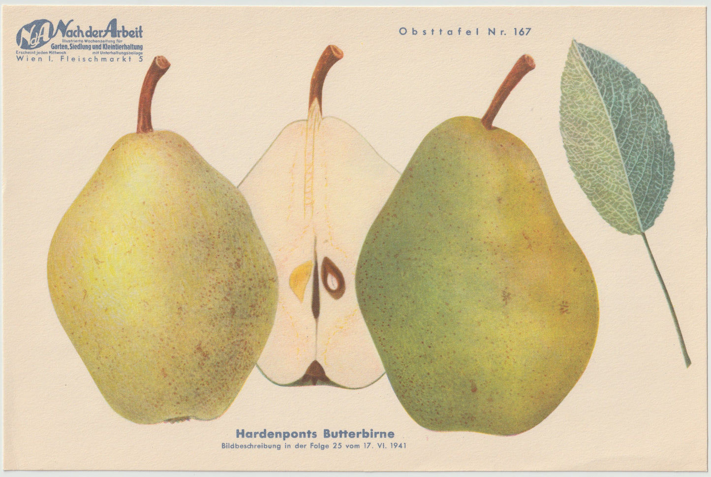1940 Birnen Vintage Obsttafeln 4er Set original | Napoleons Butterbirne Gräfin von Paris