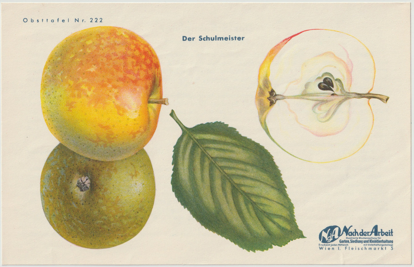 Apfel Vintage 4er-Set Obsttafeln Set 1940 | Früchte Astrachan Schulmeister