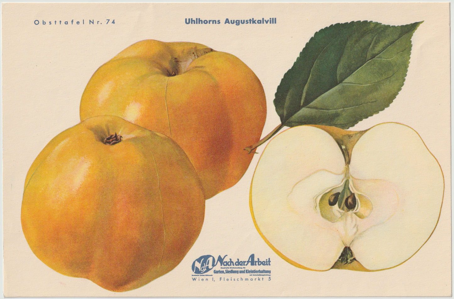Apfel Vintage Obsttafel 4er-Set 1940er | Roosevelt Edelkarasan Gesundheit