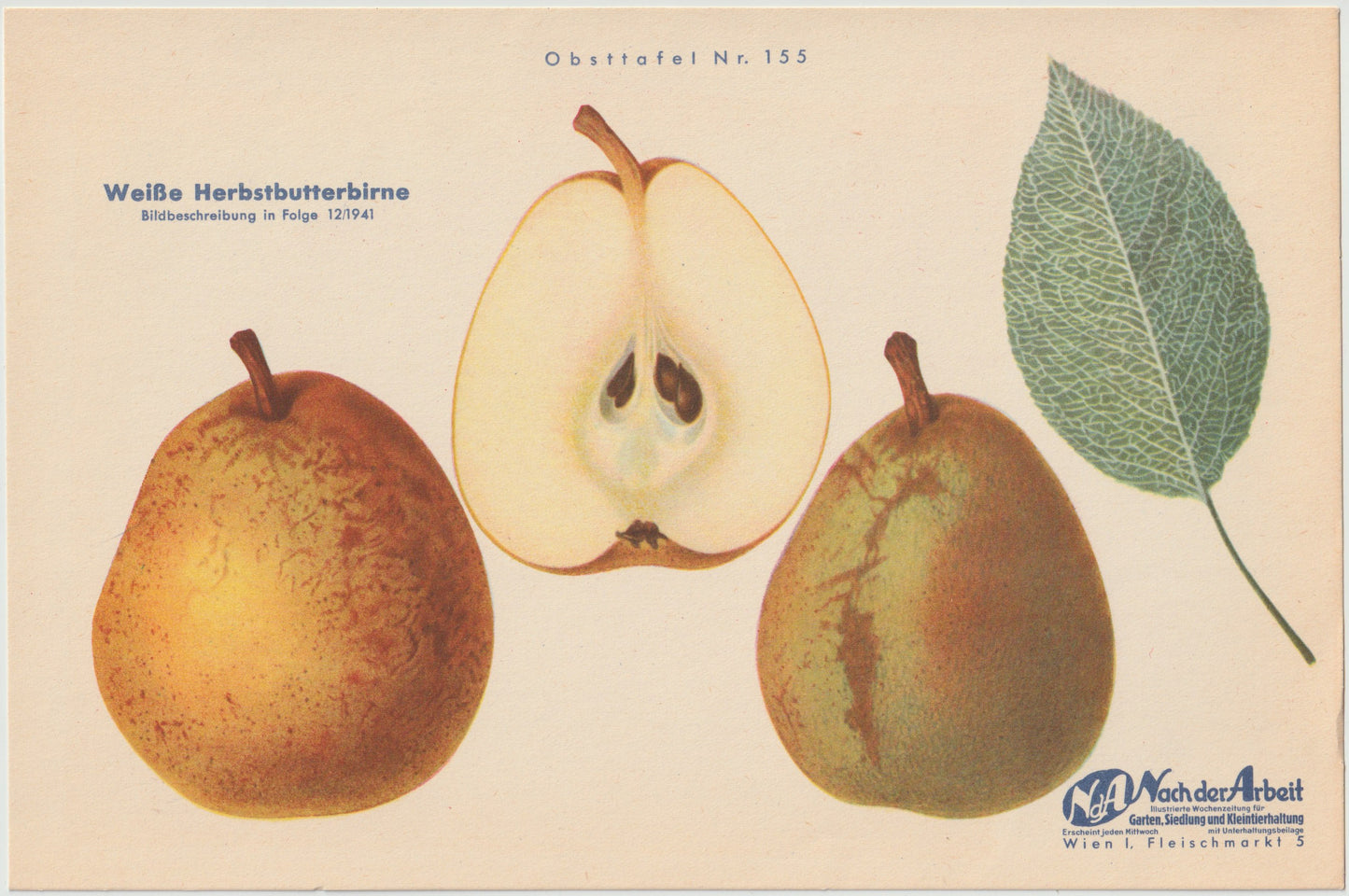 Birne Vintage Obsttafel 4er Set original 1940 | Trévoux Butterbirne Muskateller