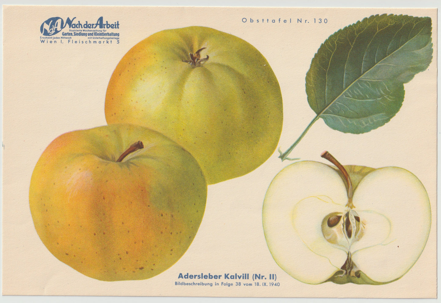 Apfel Vintage Obsttafel Set original 1940er | Boskoop Edelapfel Kalvill