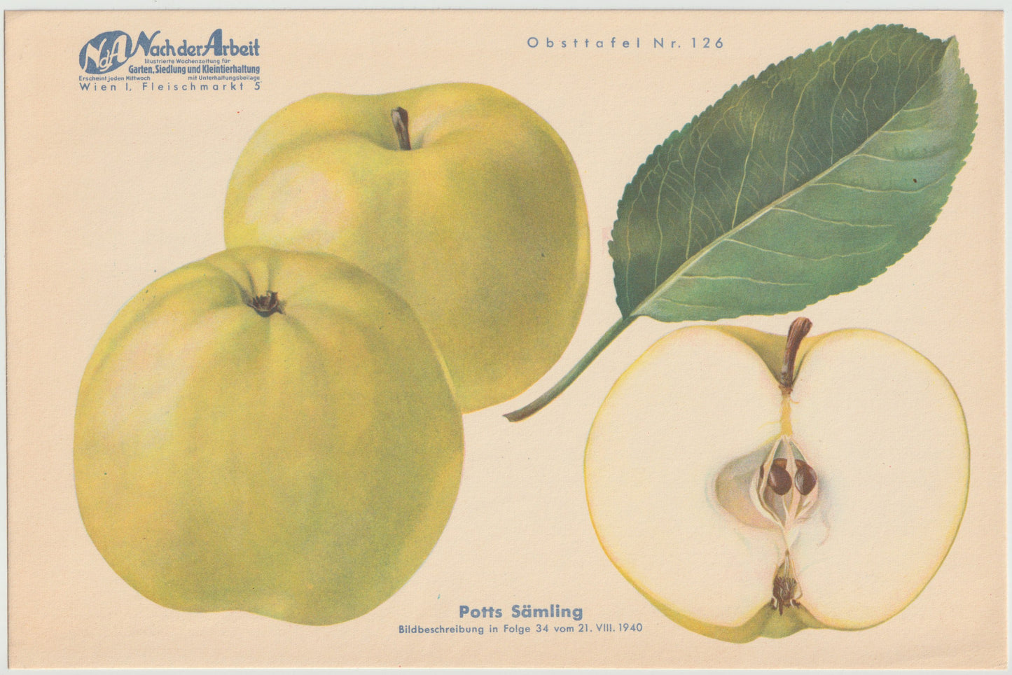 Apfel Vintage Obsttafel 4er-Set 1940er | Himbeerapfel Renette Potts Sämling