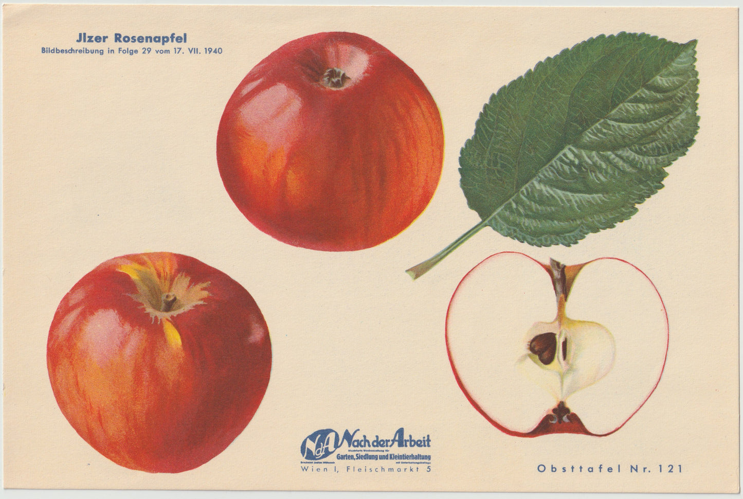 Apfel Vintage 4er-Set Obsttafeln Set original 1940 | Haslinger Eiserapfel Sommerapfel