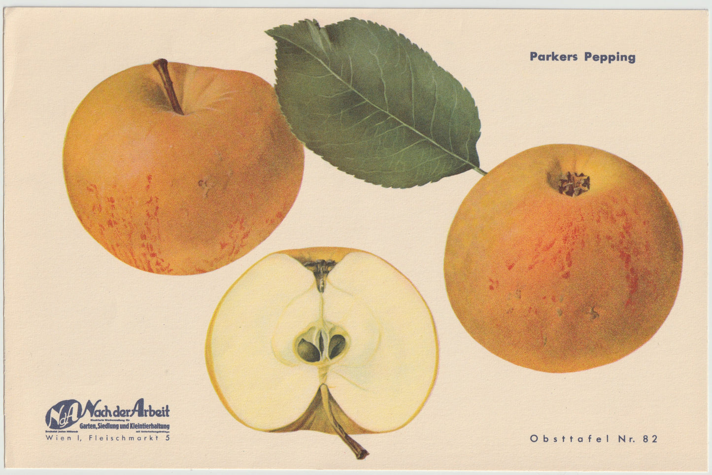 Apfel Vintage Obsttafeln 4er Set original 1940 | Lavanttal Bananenapfel Idaho
