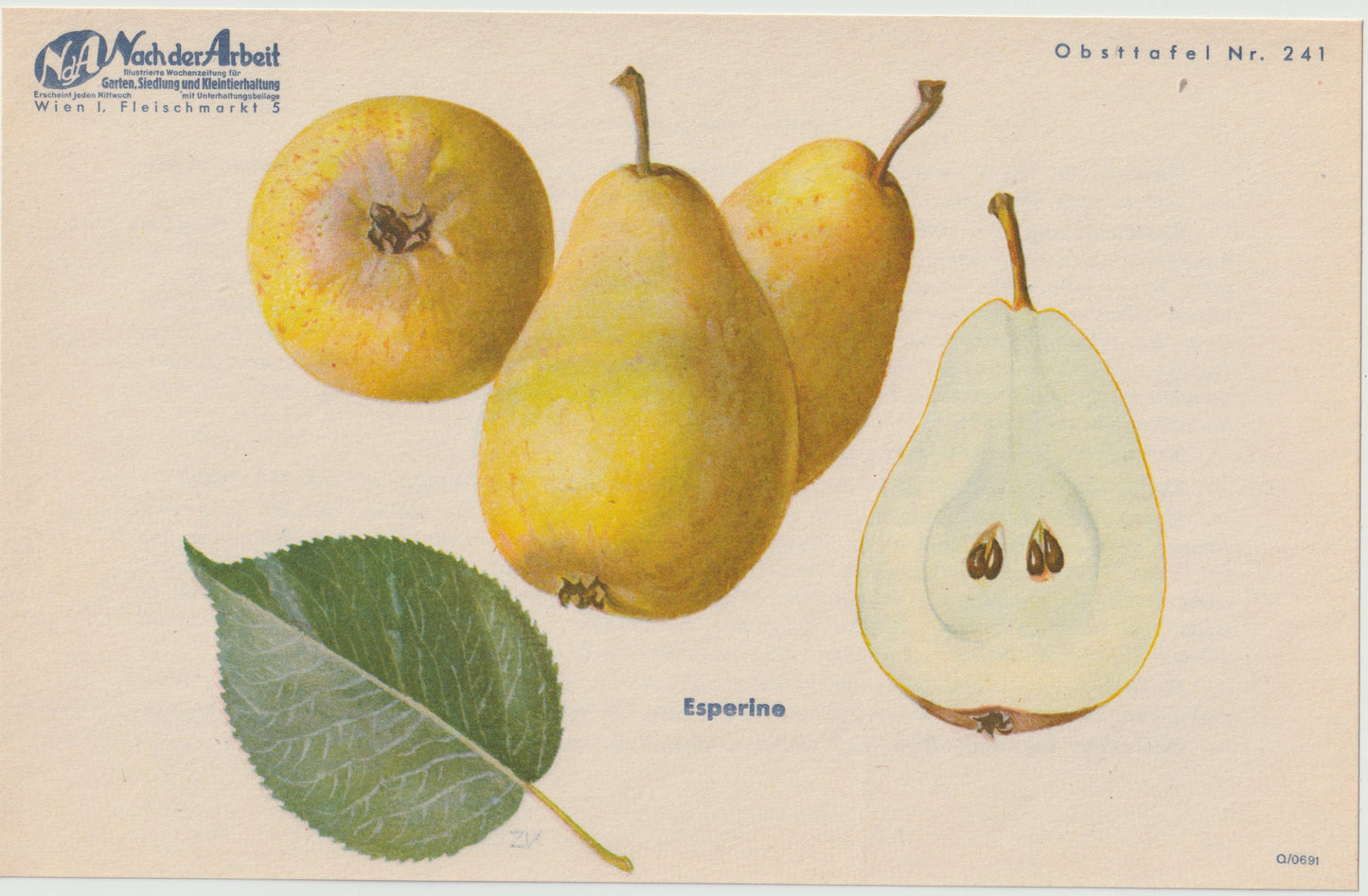 Birnen Vintage Obsttafeln 4er Set 1940 | Nagowitzbirne Capiaumont Schmalzbirne