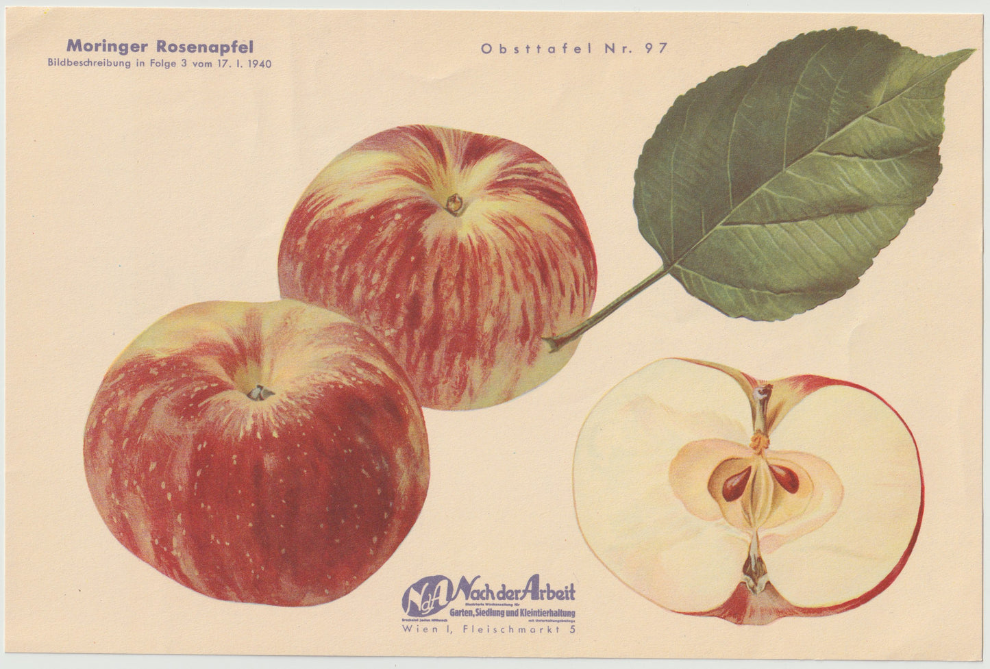Apfel Vintage 4er Obsttafeln Set original 1940 | Naturkunde Druck Rosenapfel Goldrenette