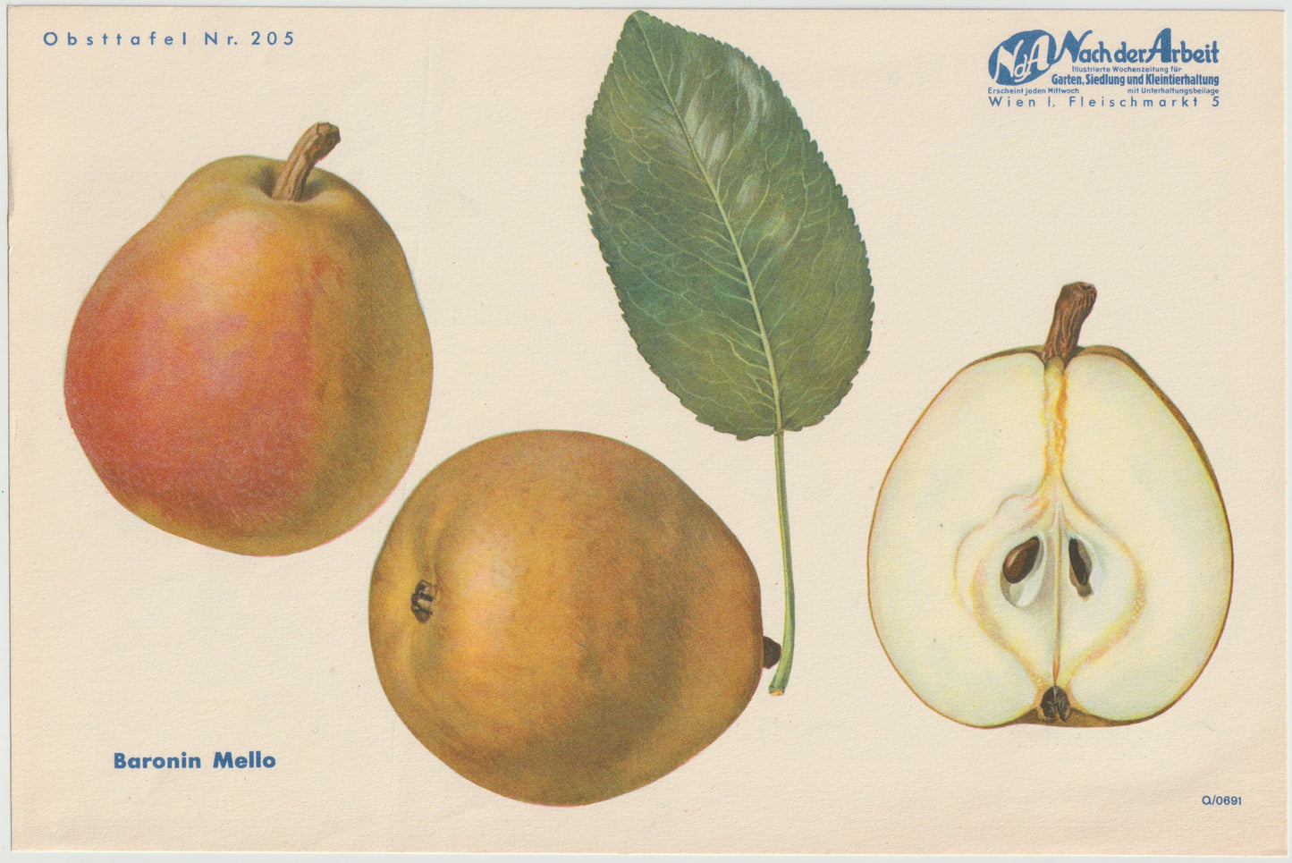 1940 Birnen Vintage Obsttafeln 4er Set original | Flaschenbirne Baronin Mello