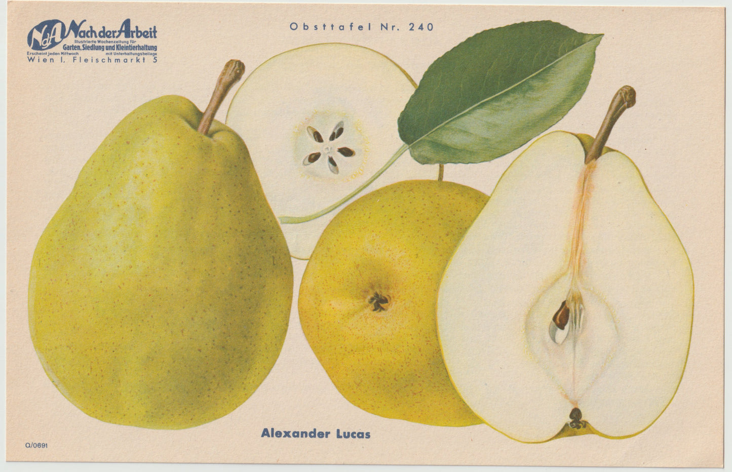 Apfel & Birne Vintage Obsttafel 4er-Set original 1940 | botanische Illustration alt selten Wanddeko