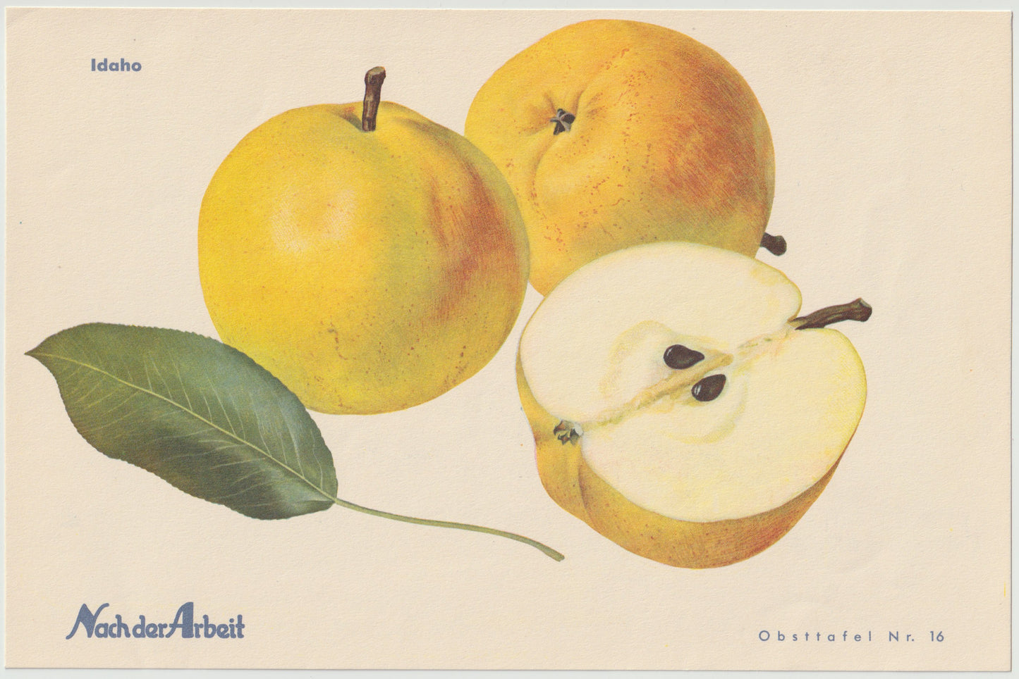 Apfel Vintage Obsttafeln 4er Set original 1940 | Lavanttal Bananenapfel Idaho
