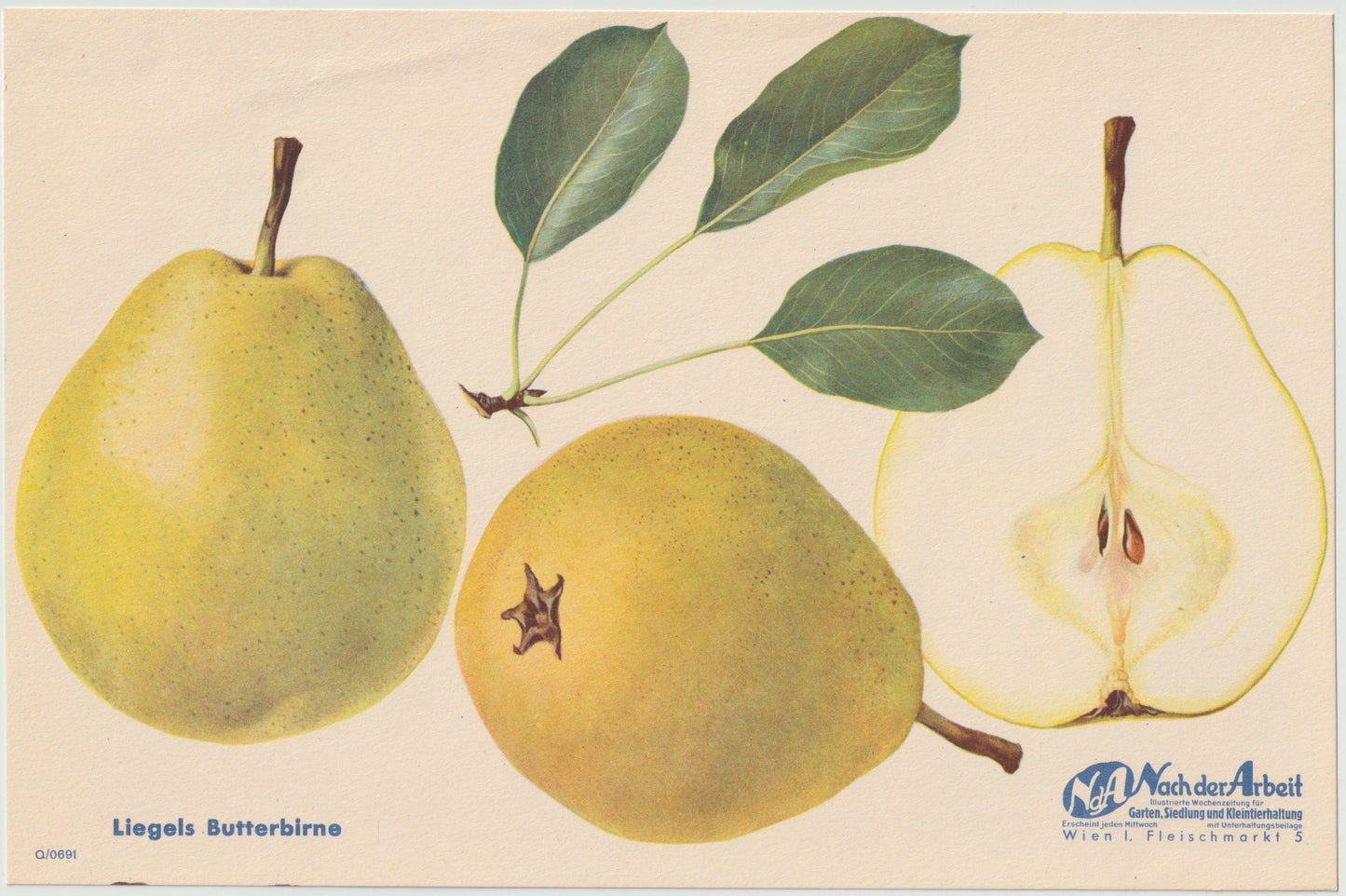 Birne Vintage Obsttafel 4er Set original 1940 | Trévoux Butterbirne Muskateller