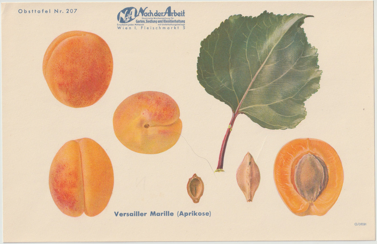 1940 Marillen Obsttafel 4er-Set Vintage | Langenlois Schöllschitz Aprikose Prunus armeniaca
