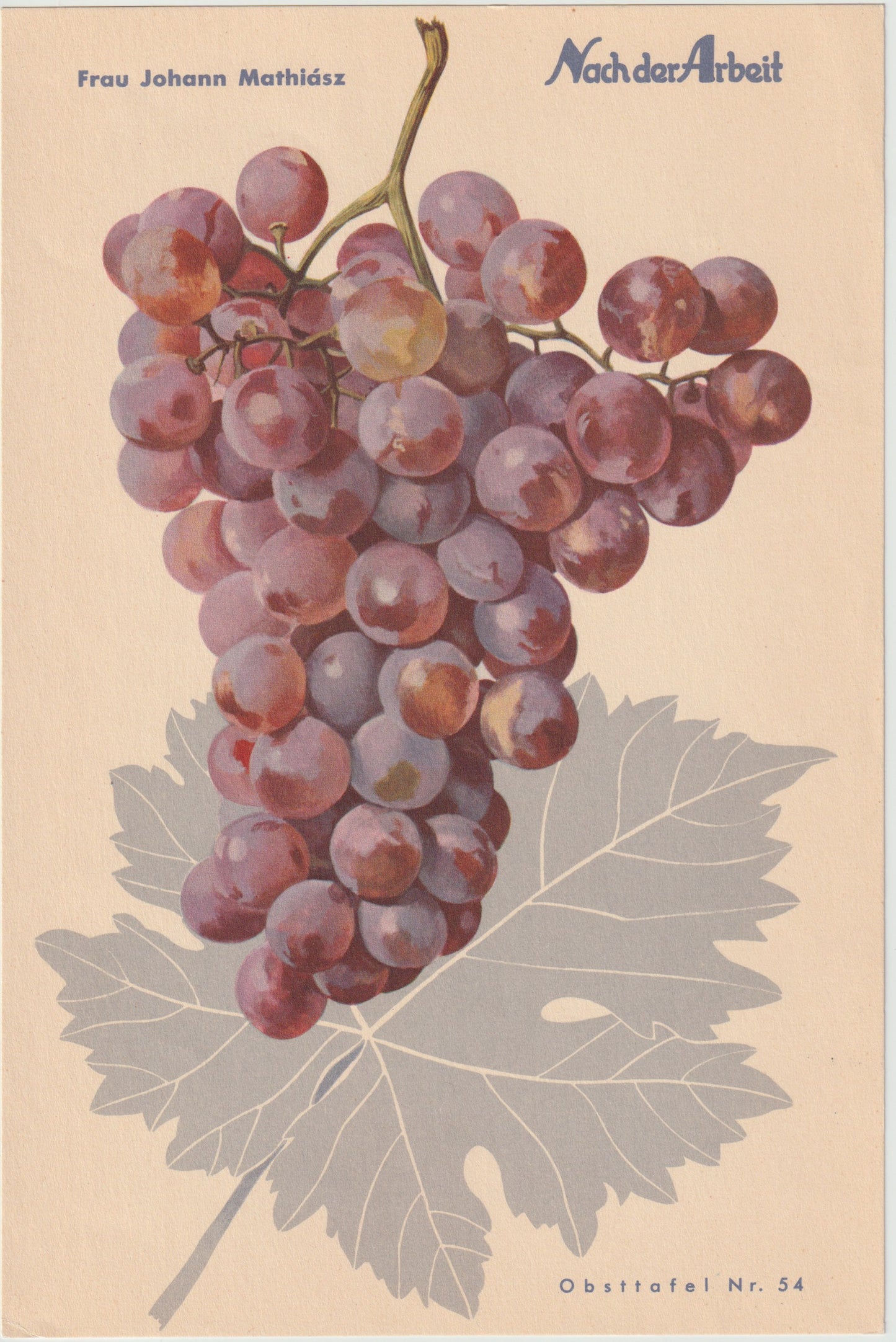 Trauben Vintage Obsttafel 4er-Set 1940 | Weintrauben Vino Gutedel Tompa Weingarten Pirovano