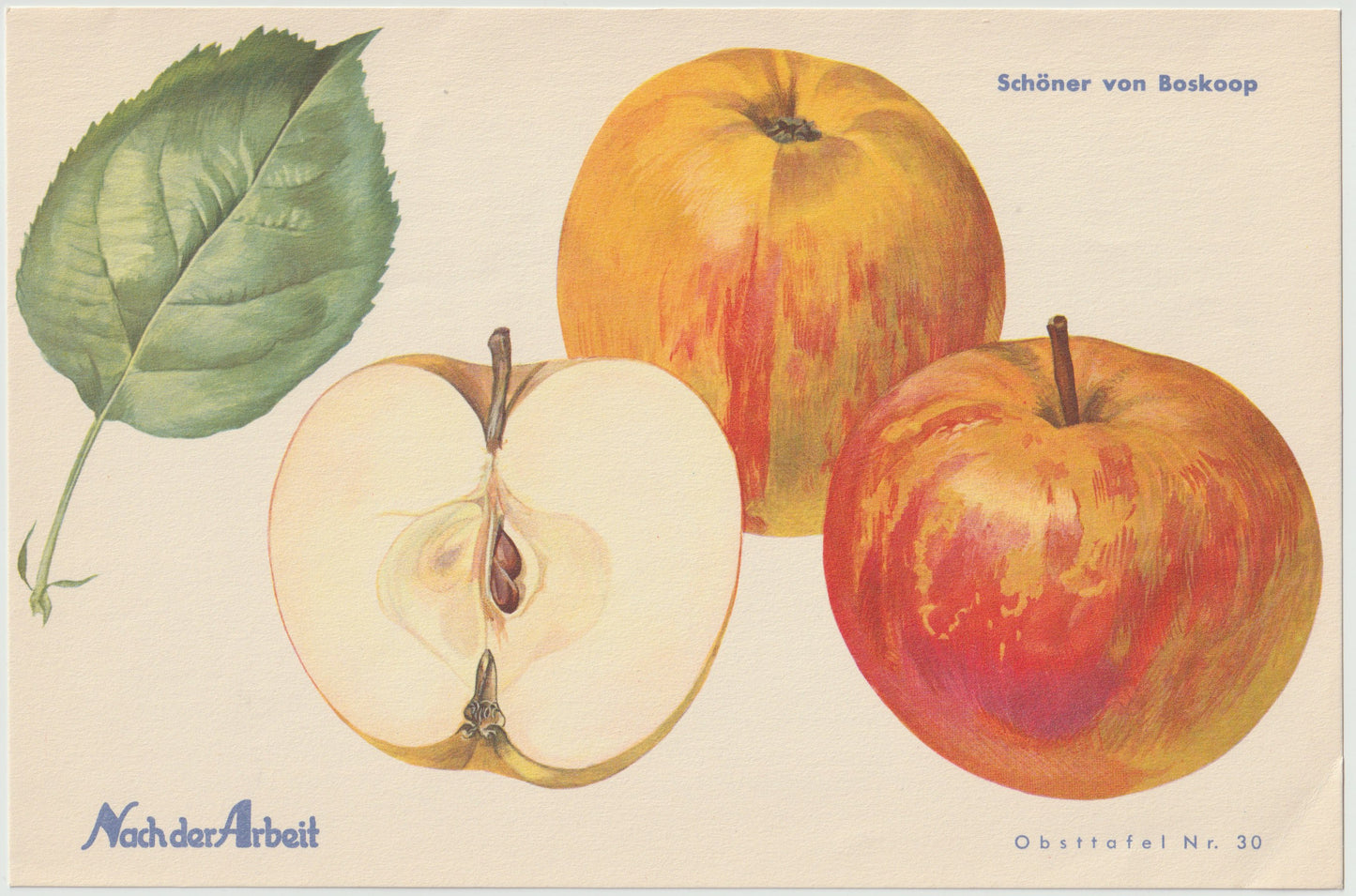 Apfel Vintage Obsttafel Set original 1940er | Boskoop Edelapfel Kalvill