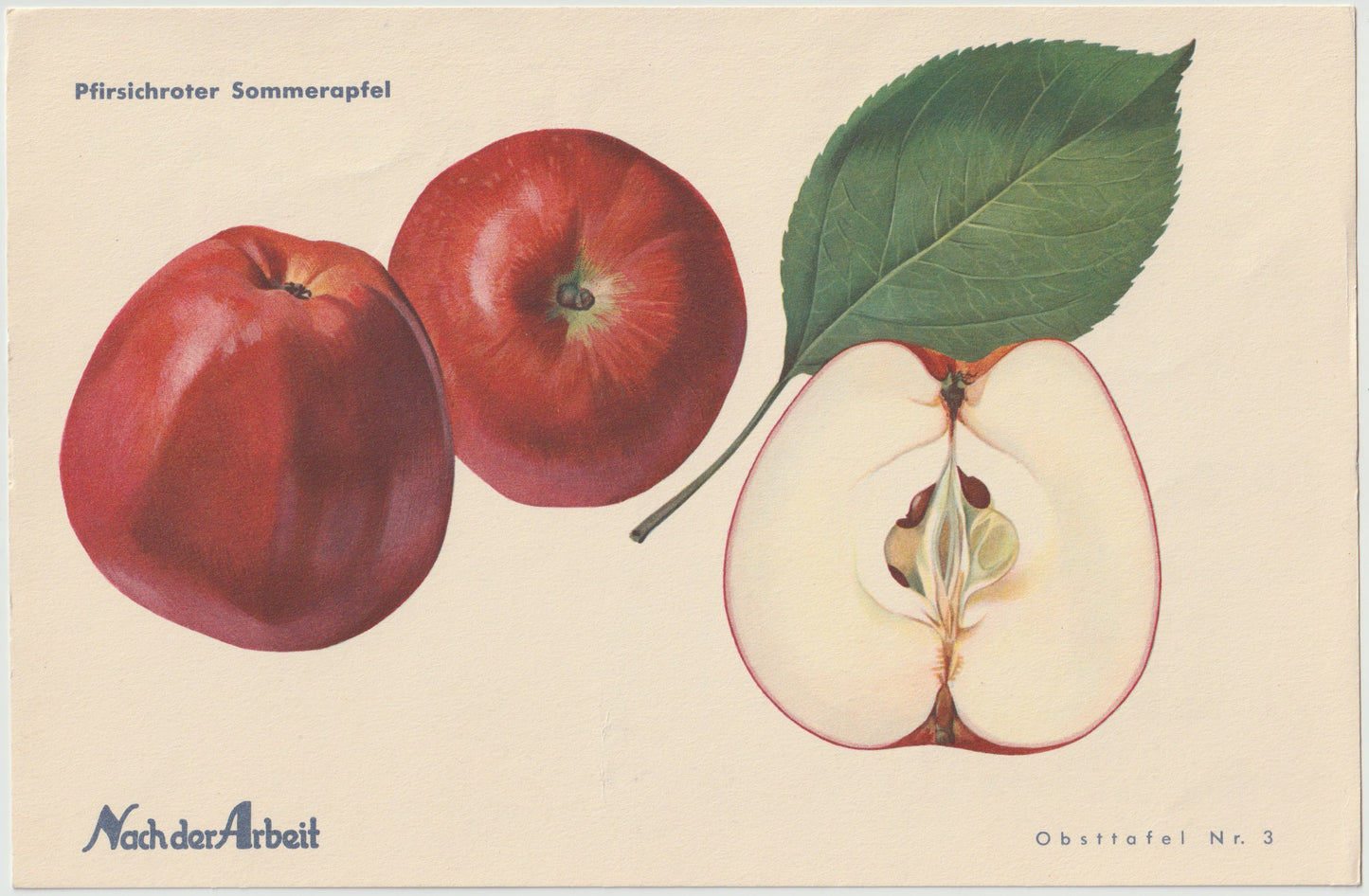 Apfel Vintage 4er-Set Obsttafeln Set original 1940 | Haslinger Eiserapfel Sommerapfel