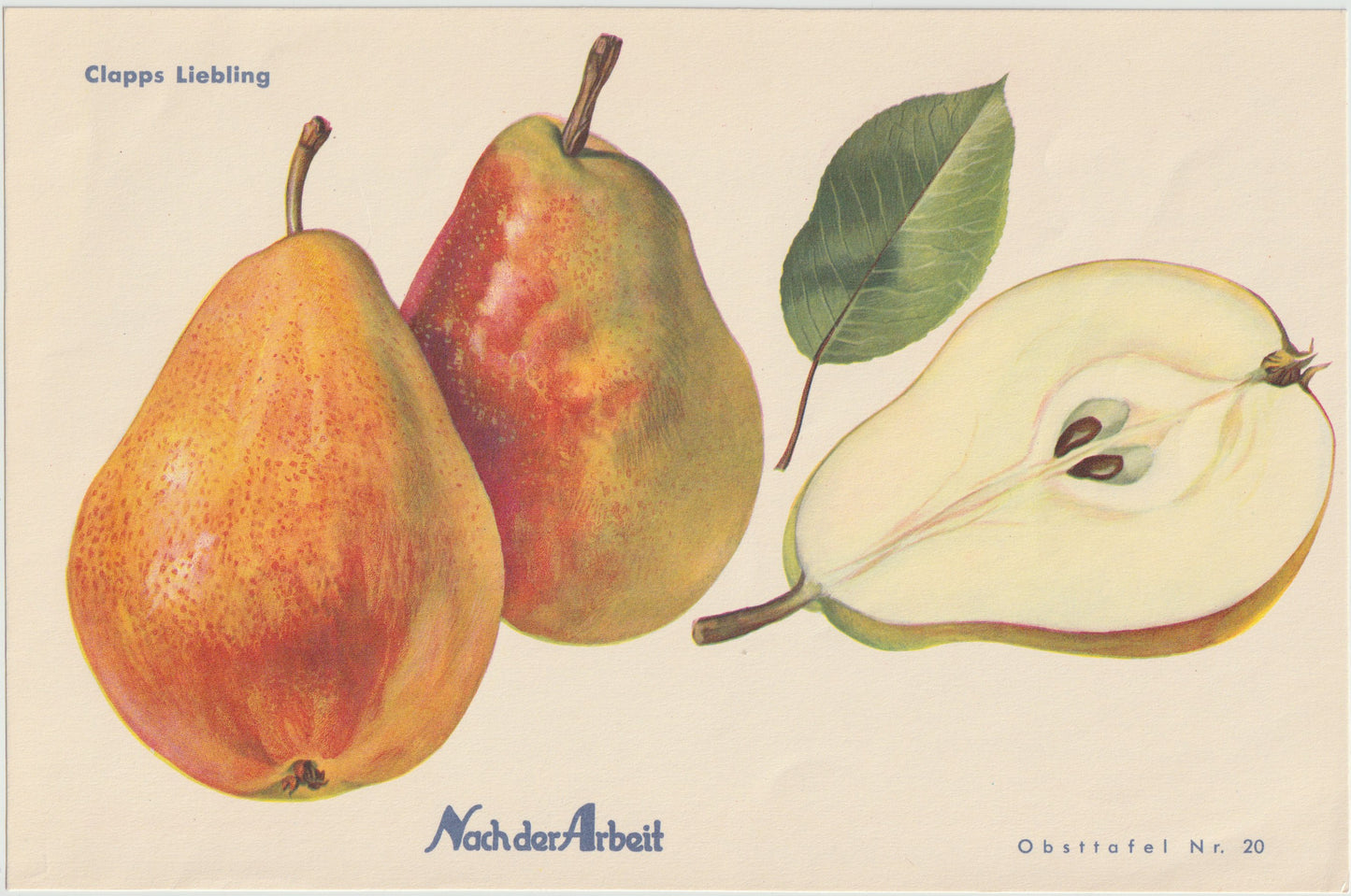 1940 Birnen Vintage Obsttafeln 4er Set original | Flaschenbirne Baronin Mello