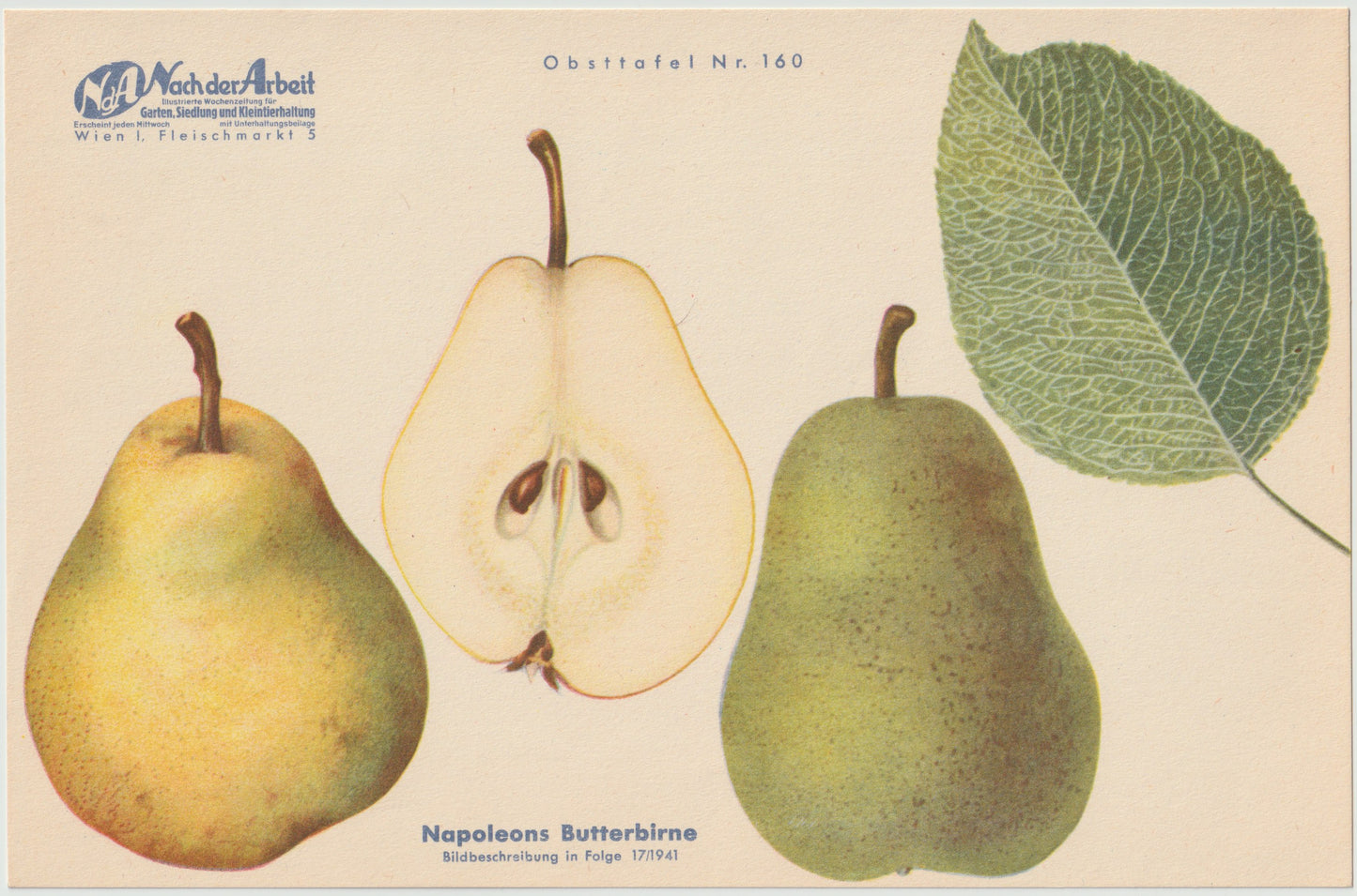 1940 Birnen Vintage Obsttafeln 4er Set original | Napoleons Butterbirne Gräfin von Paris