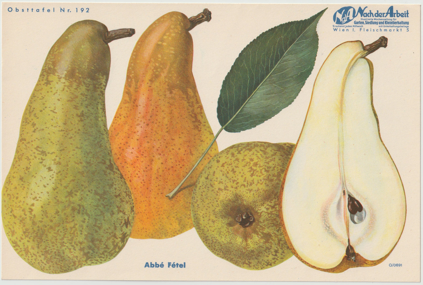 Birnen Vintage Obsttafeln 4er Set 1940 | Minister Lucius, Gute Luise, Abbé Fétel